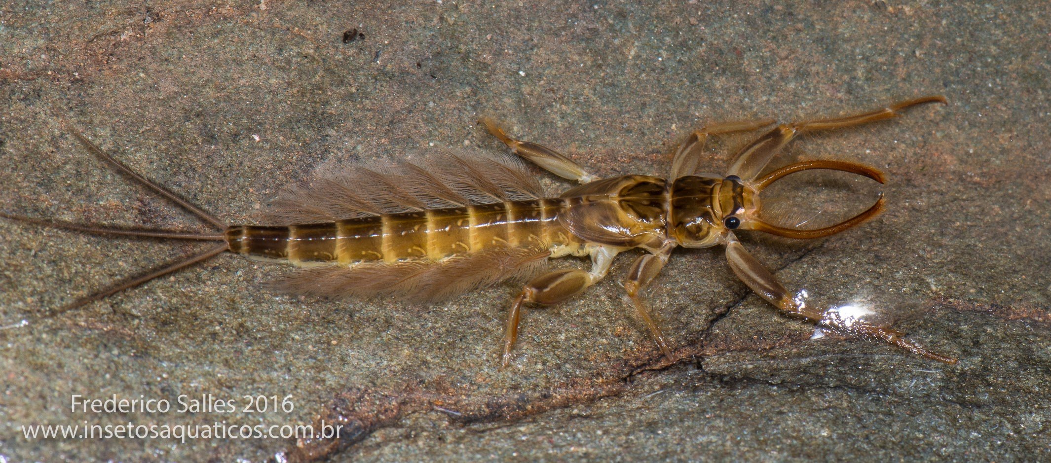 Ephemeroptera - 66.jpg