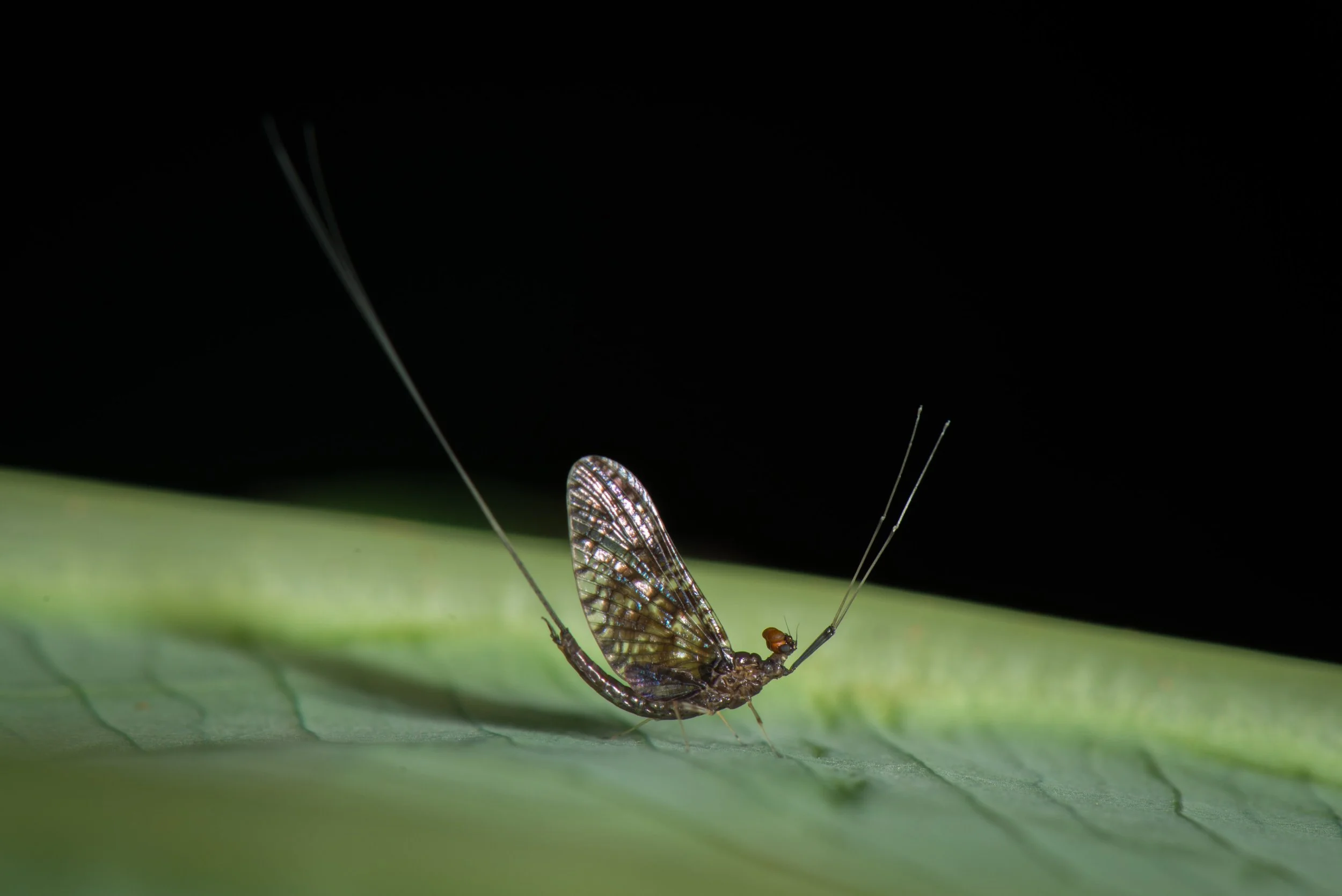 Ephemeroptera - 45.jpg