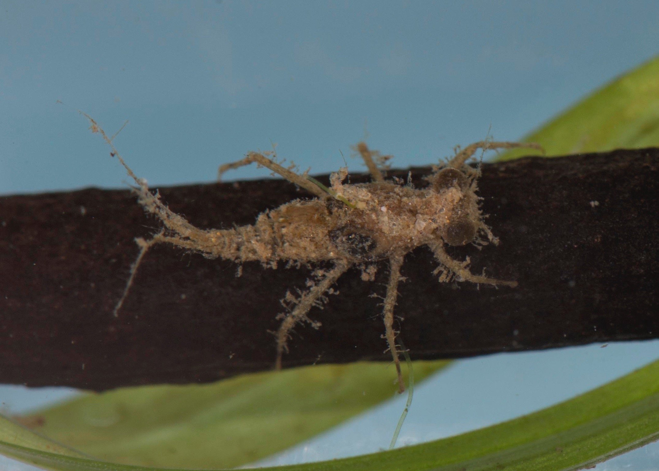 Coryphoridae - 1.jpeg