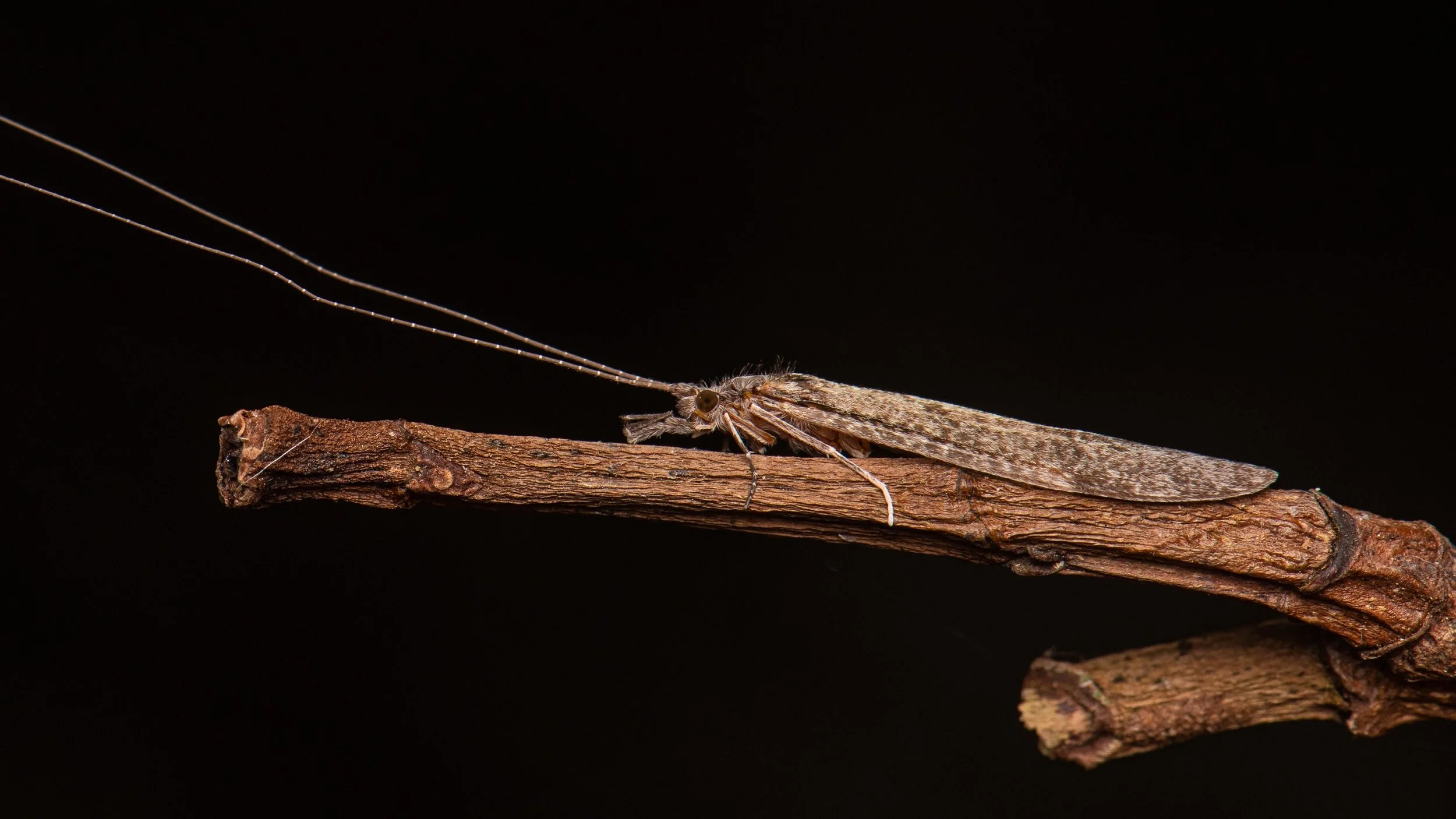TRICHOPTERA
