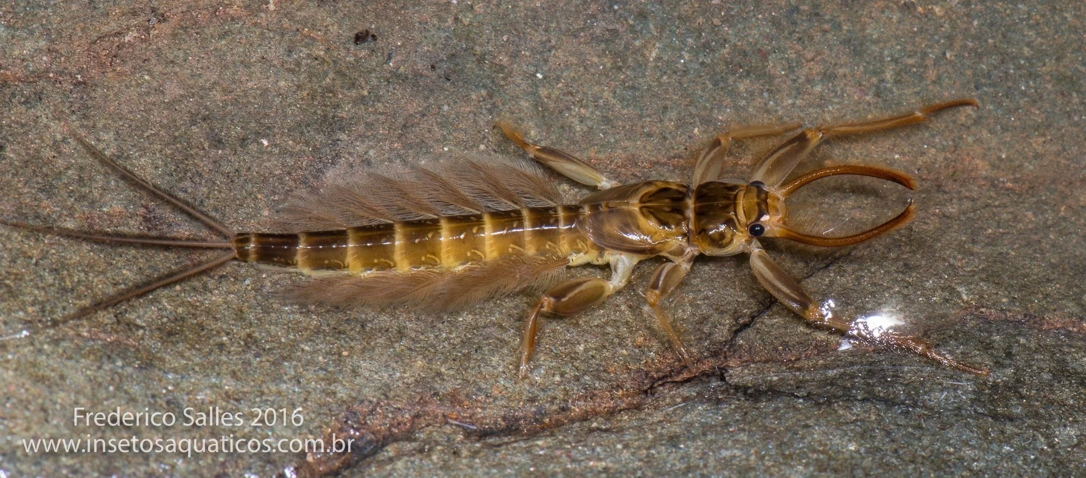 Euthyplociidae - 3.jpeg