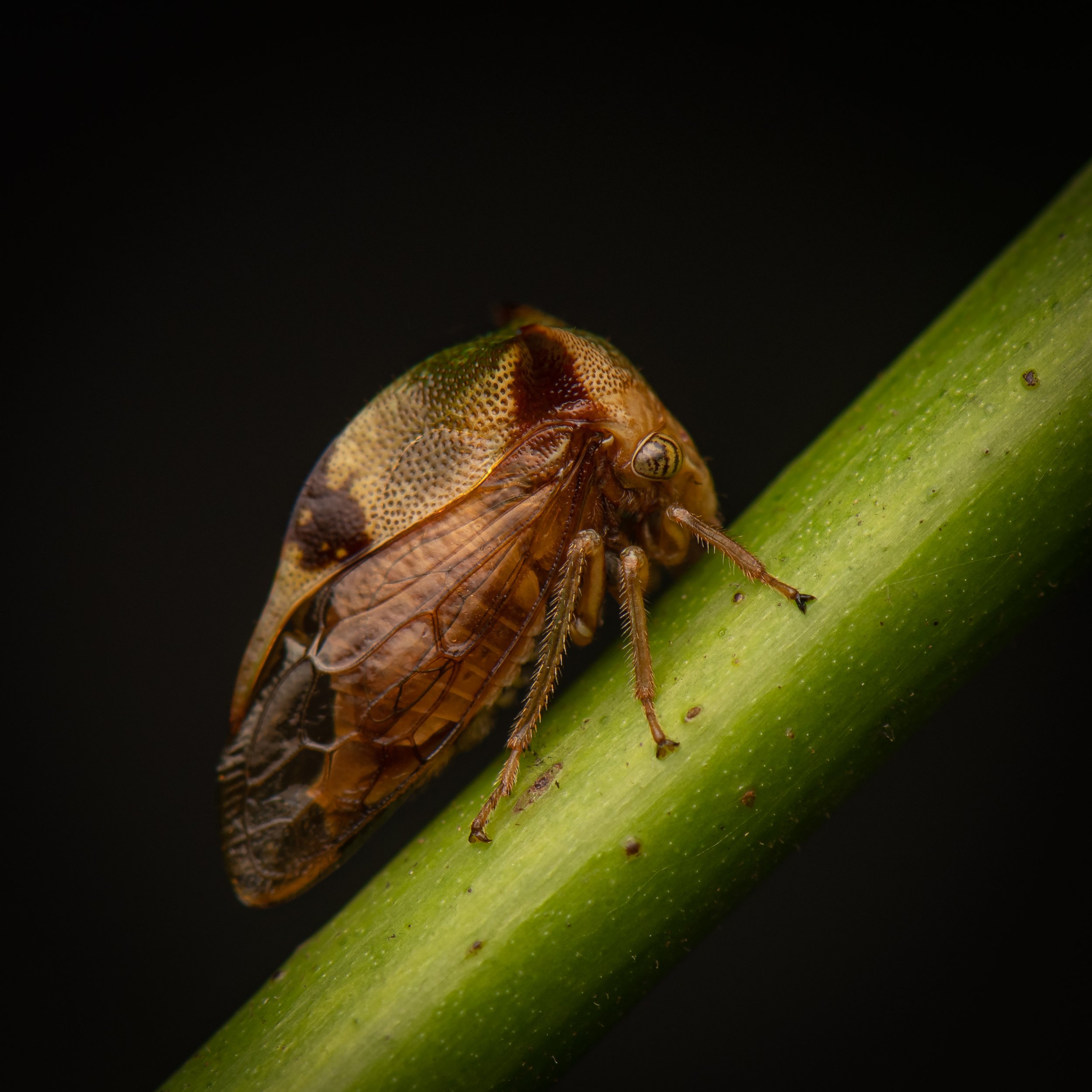 Hemiptera - 11.jpg