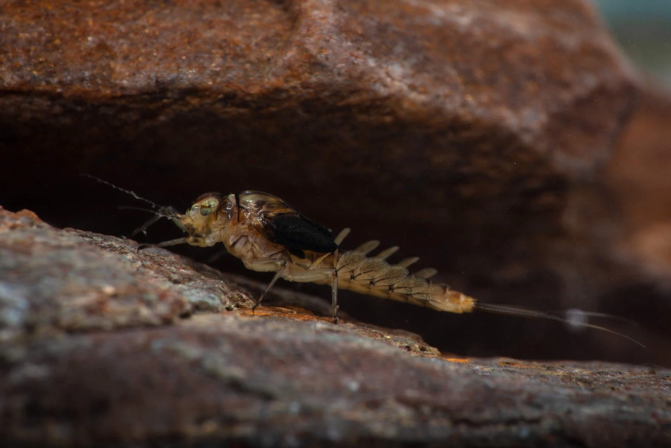 Baetidae - 4 (1).jpeg
