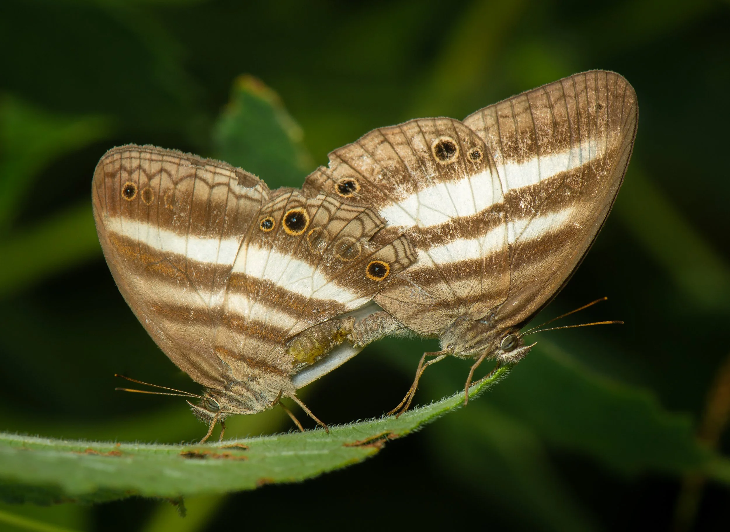 Lepidoptera - 63.jpg