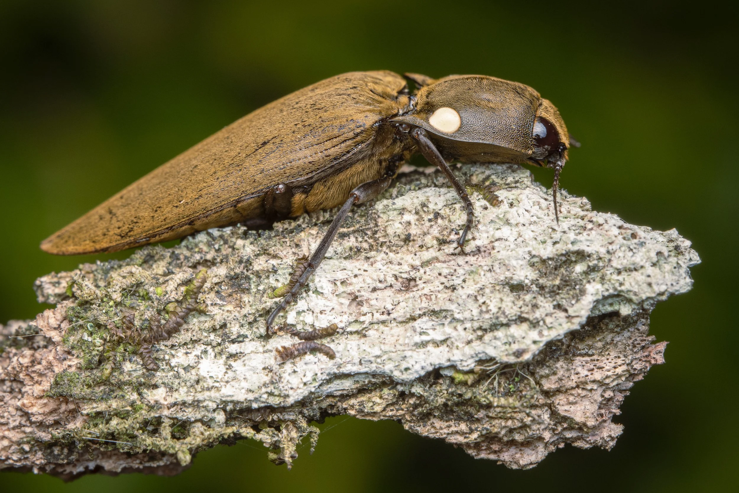 Coleoptera - 59.jpg