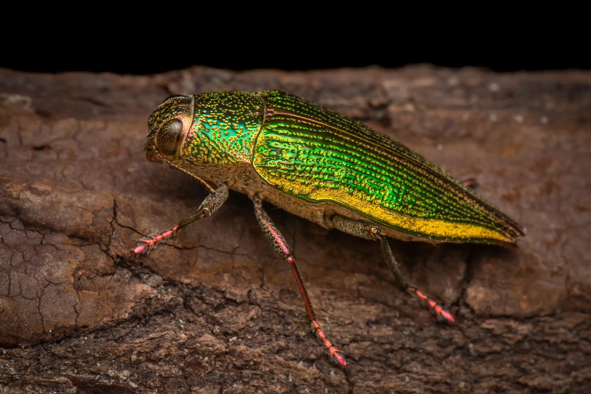 Coleoptera - 89.jpg