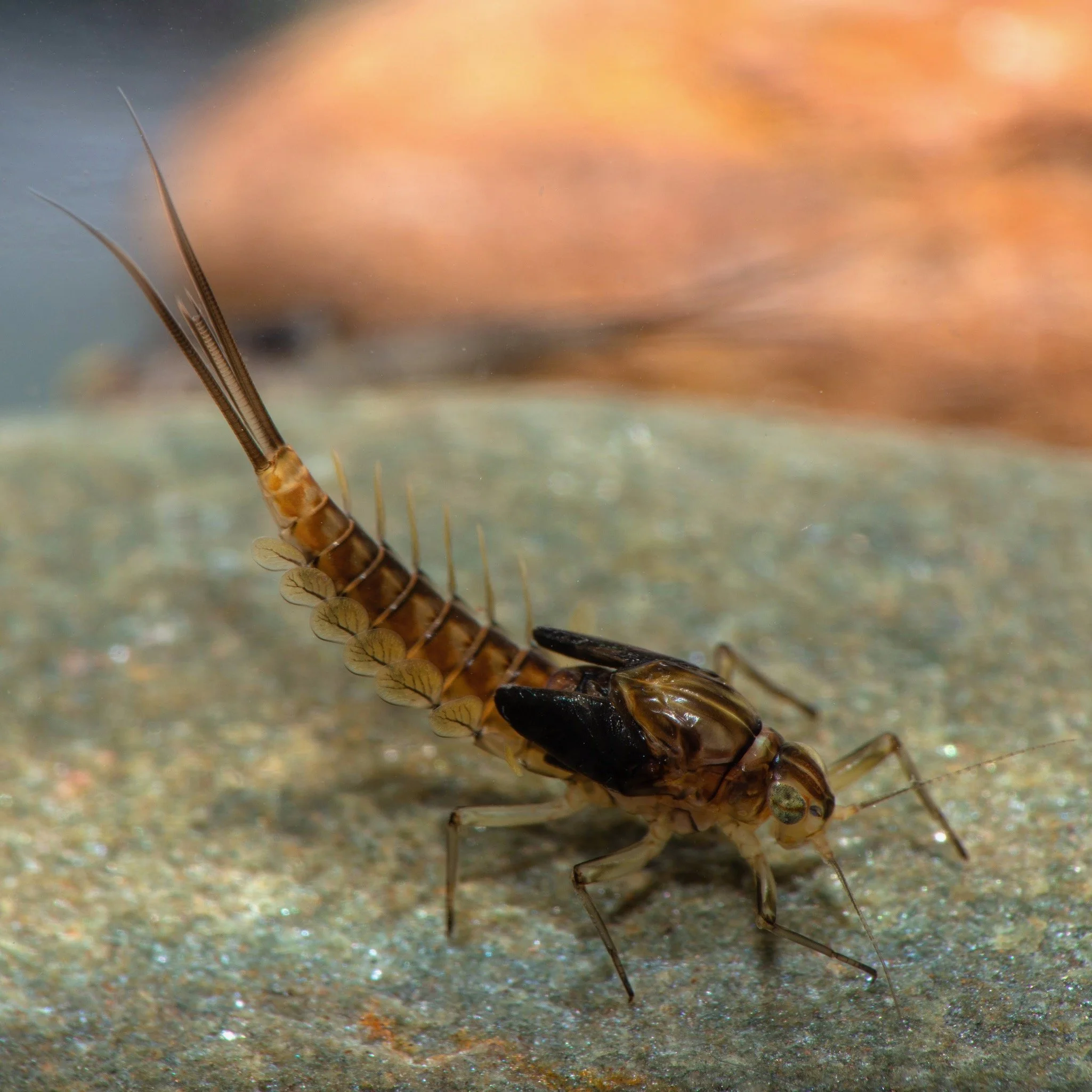 Baetidae - 12 (1).jpeg