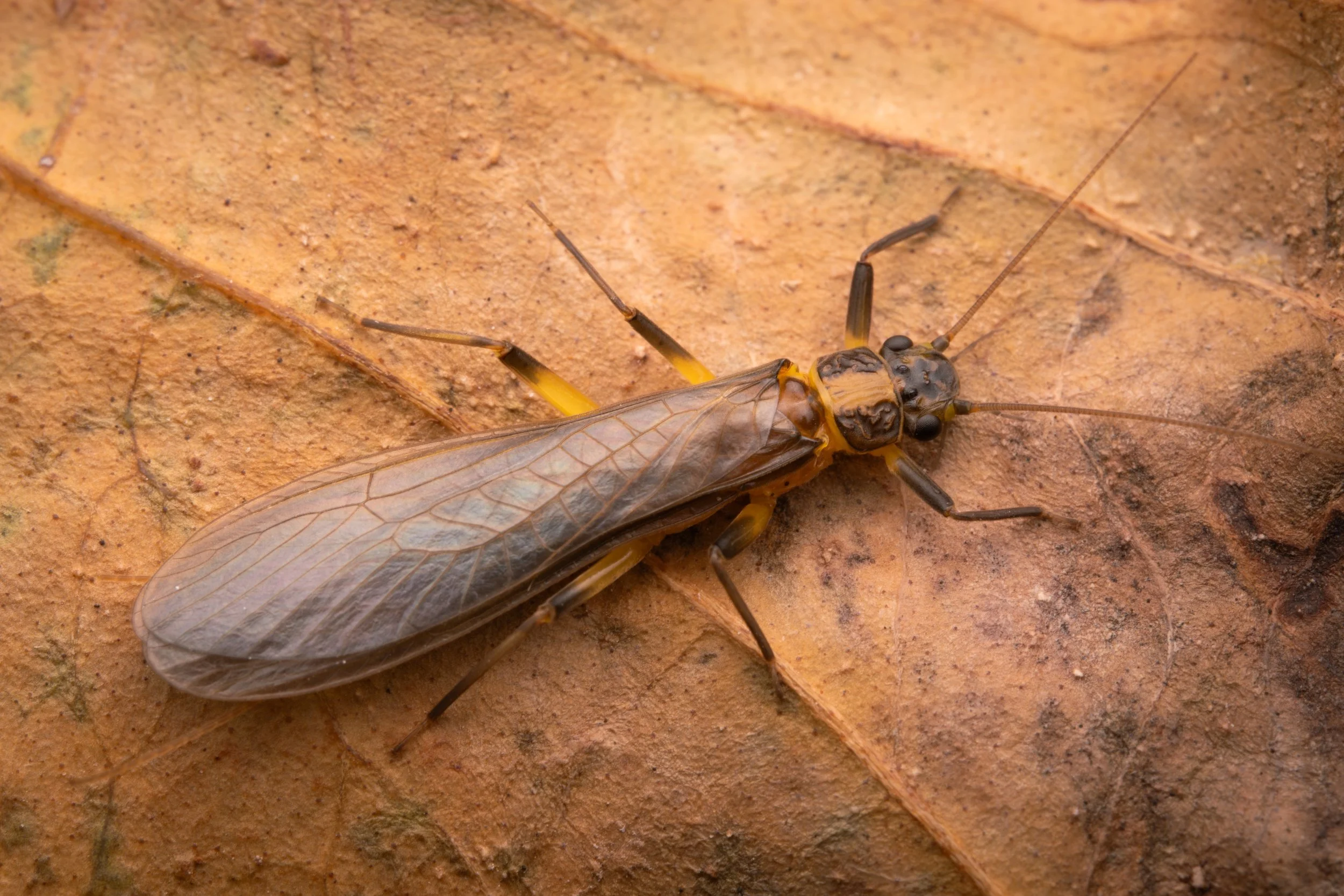 Plecoptera - 18.jpeg