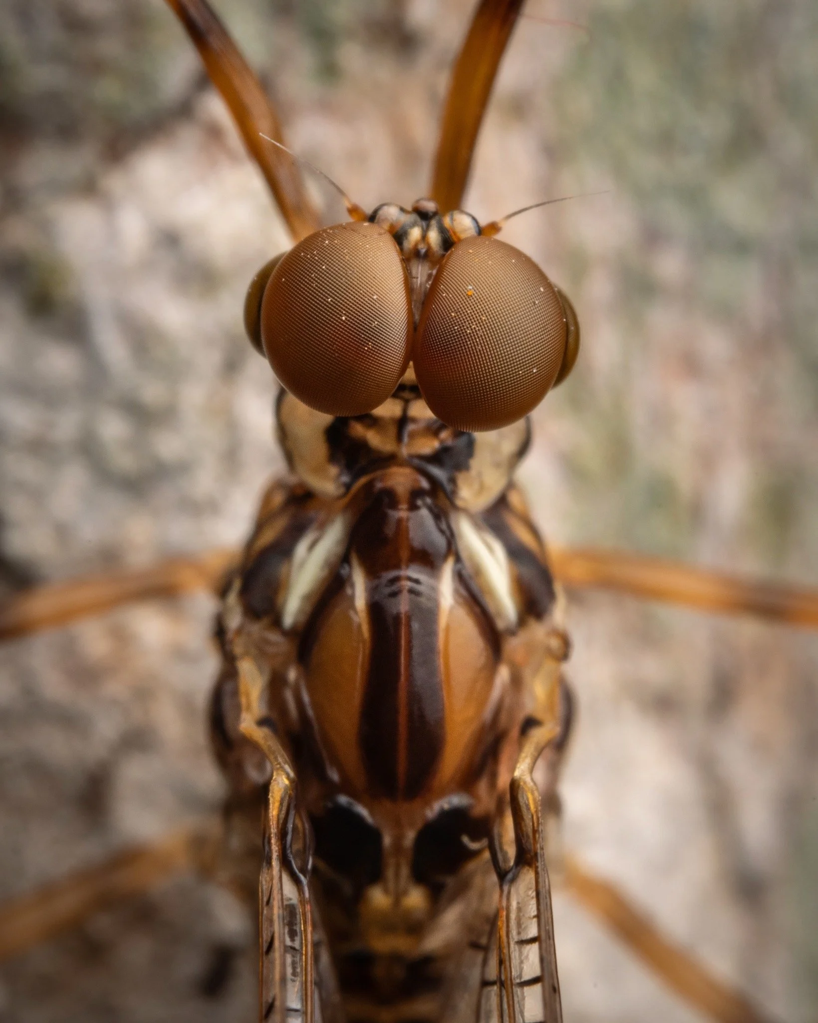 Leptophlebiidae - 51.jpeg