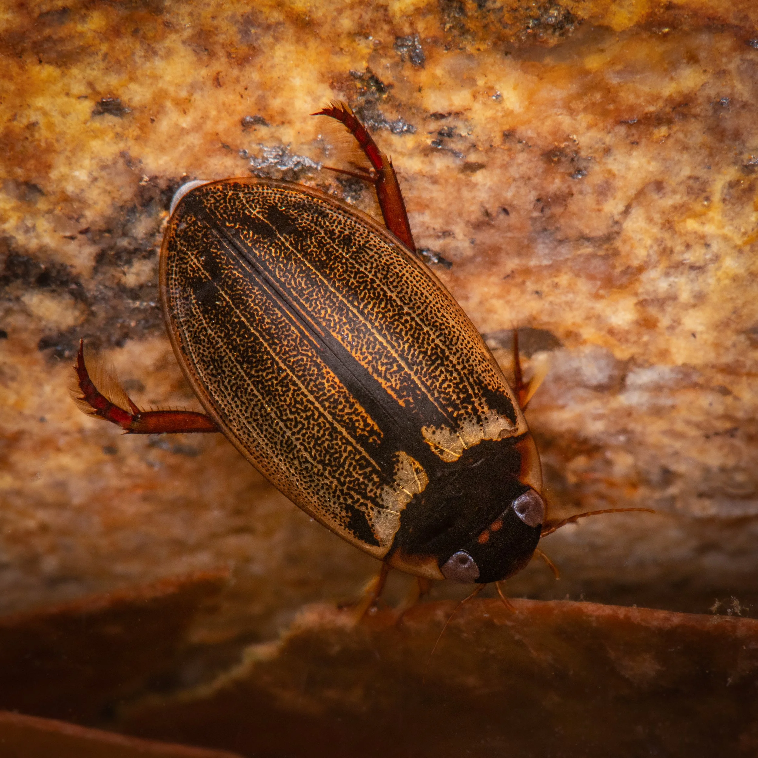 Coleoptera - 86.jpg