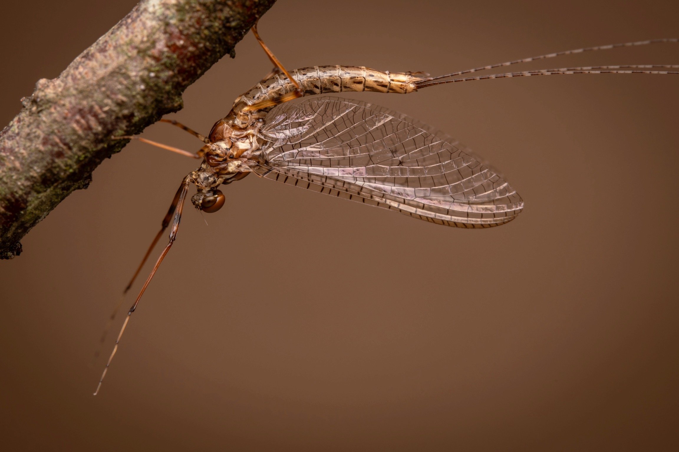 Leptophlebiidae - 66.jpeg