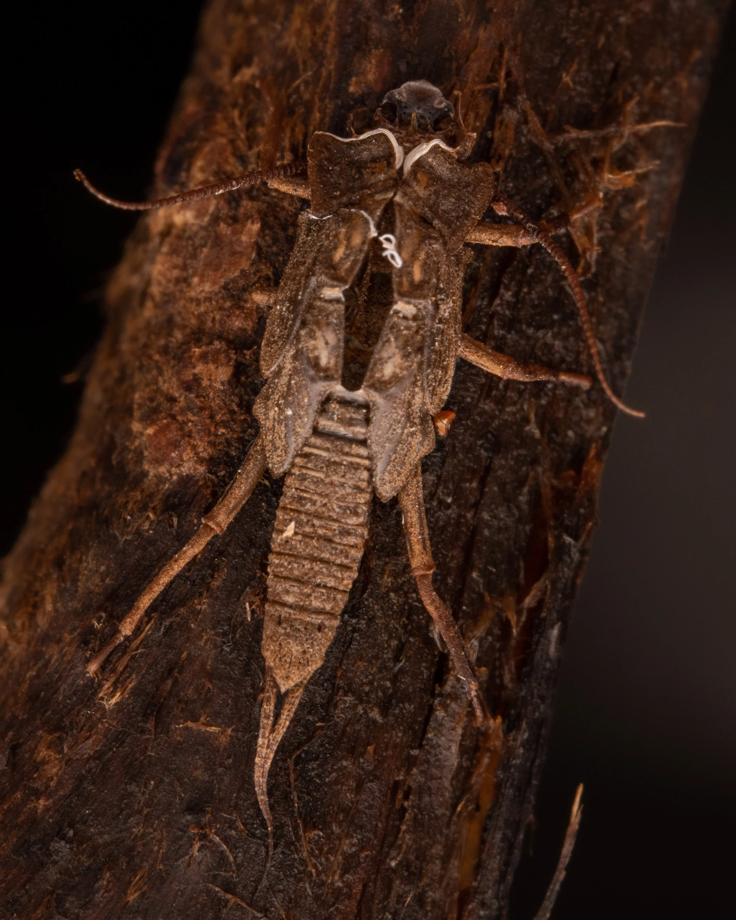 Plecoptera - 66.jpeg