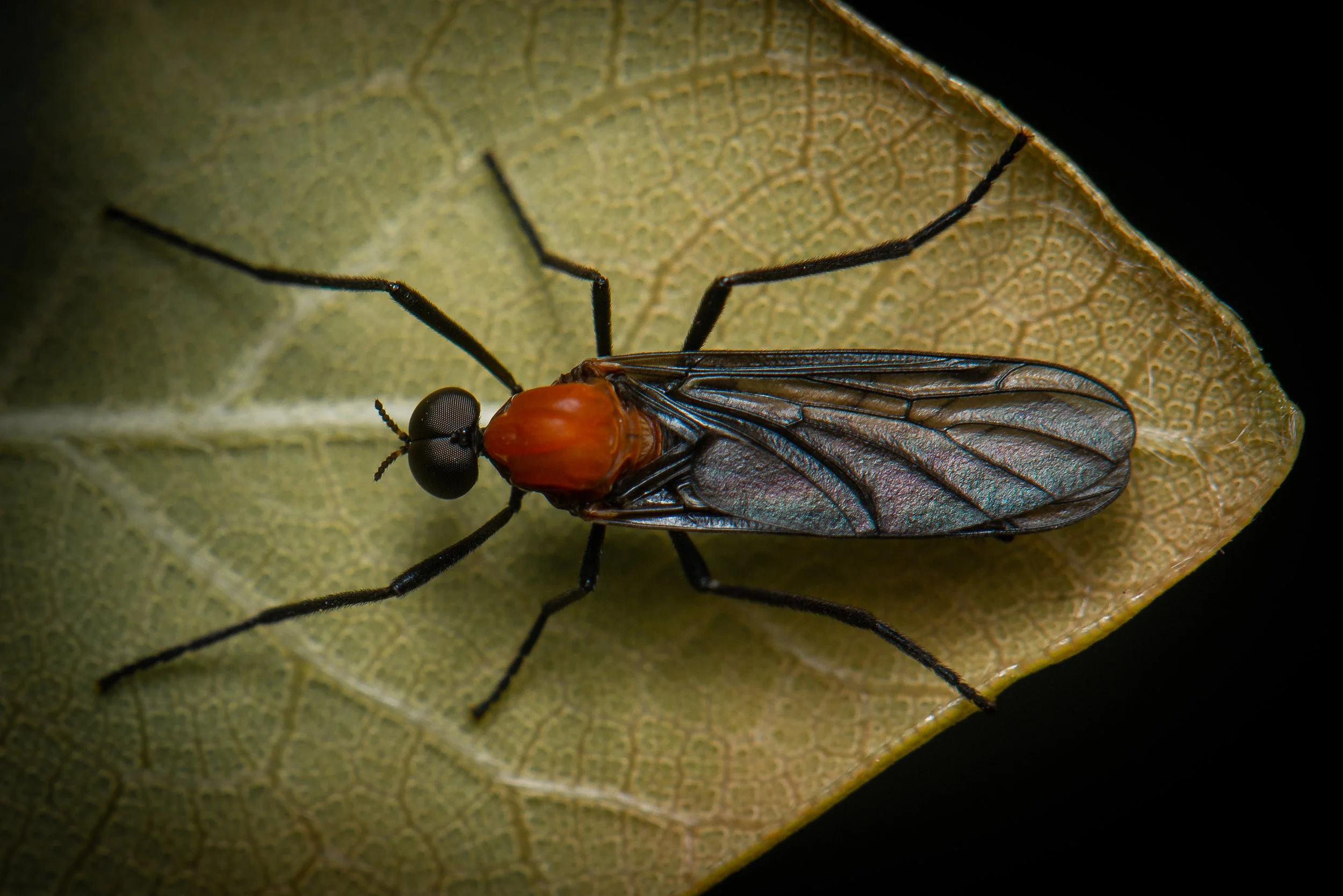 Diptera - 43.jpg