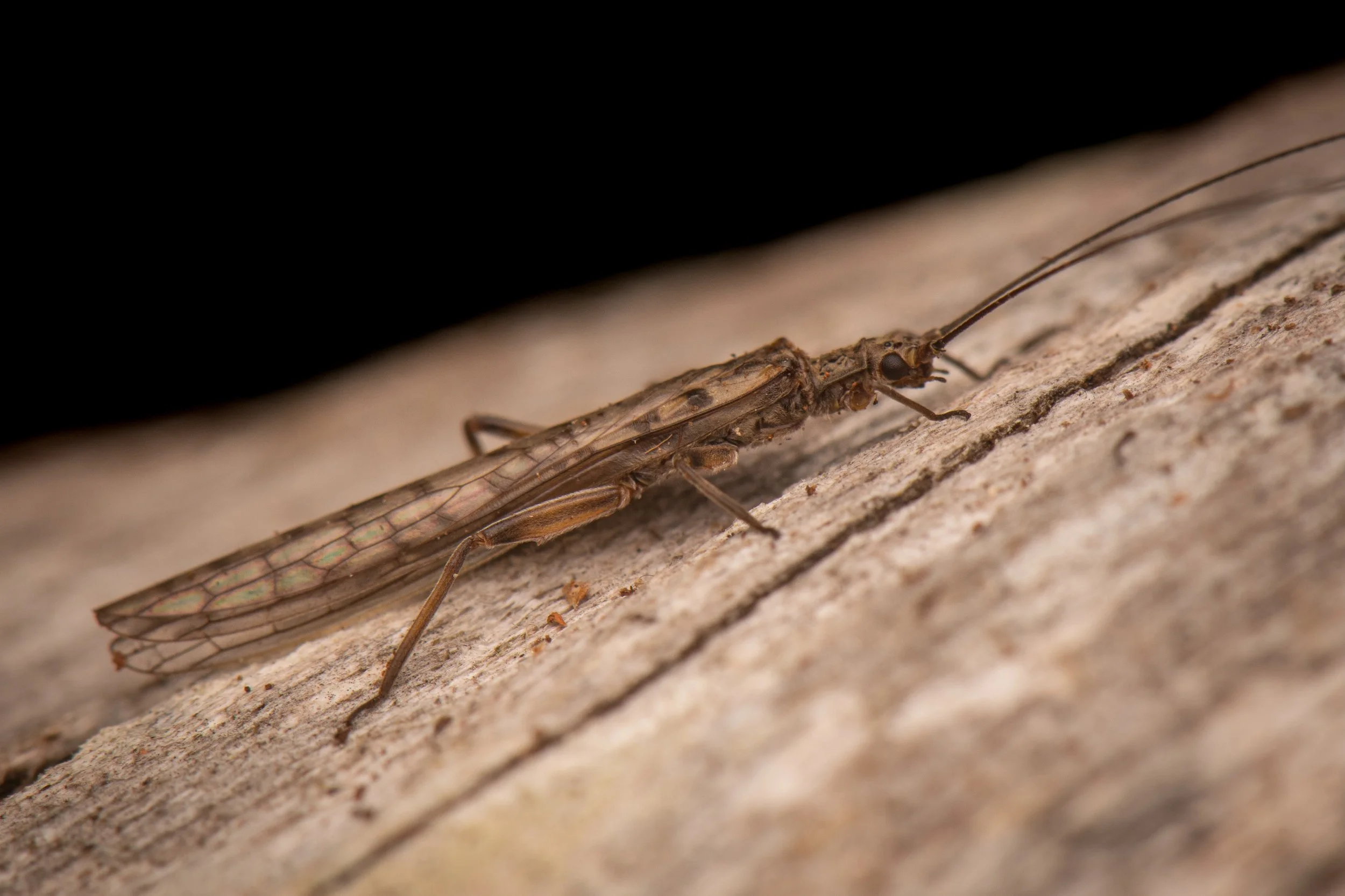 Plecoptera - 81.jpeg