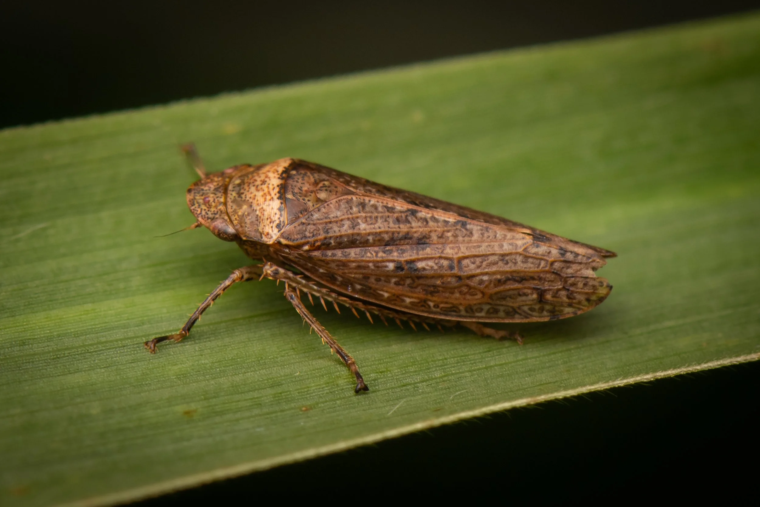 Hemiptera - 14.jpg
