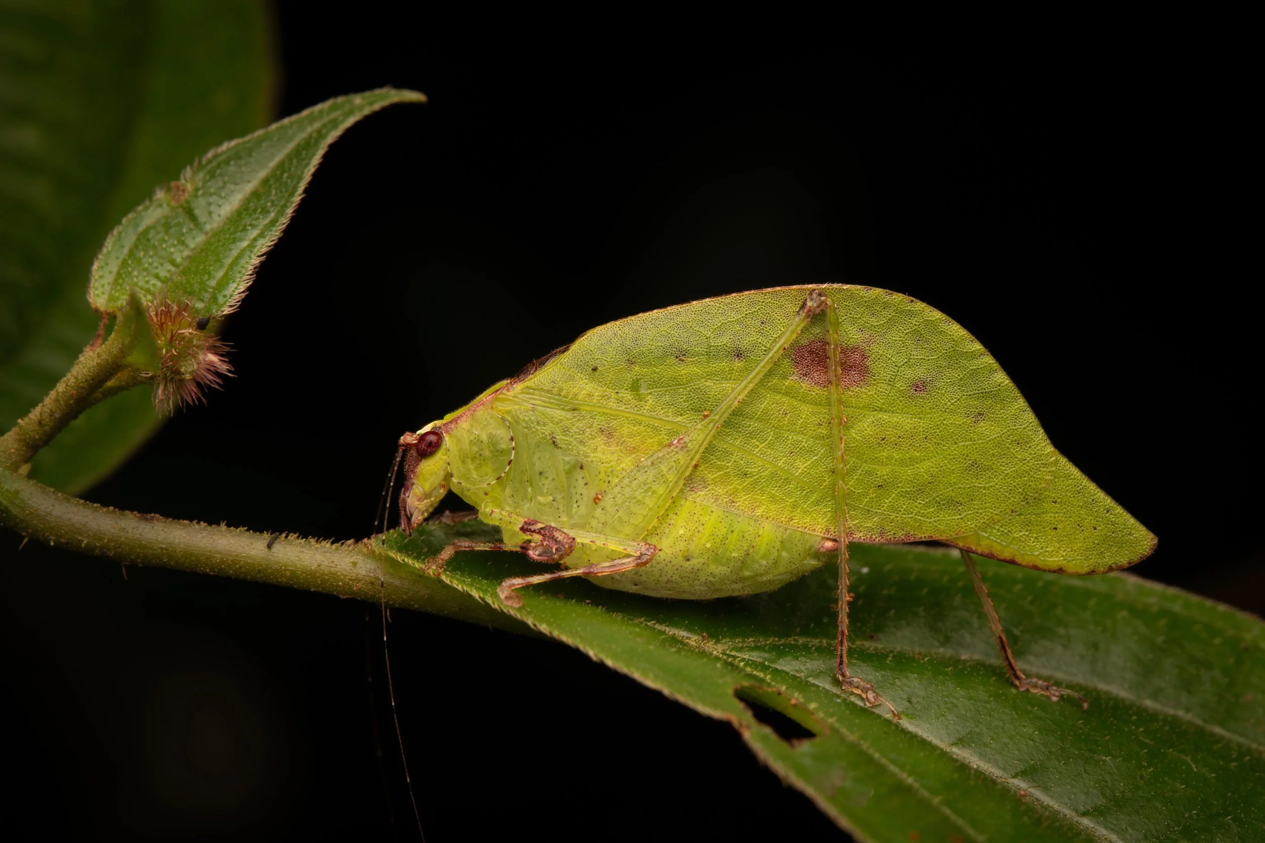 Mata_do_Paraíso - 4.jpeg