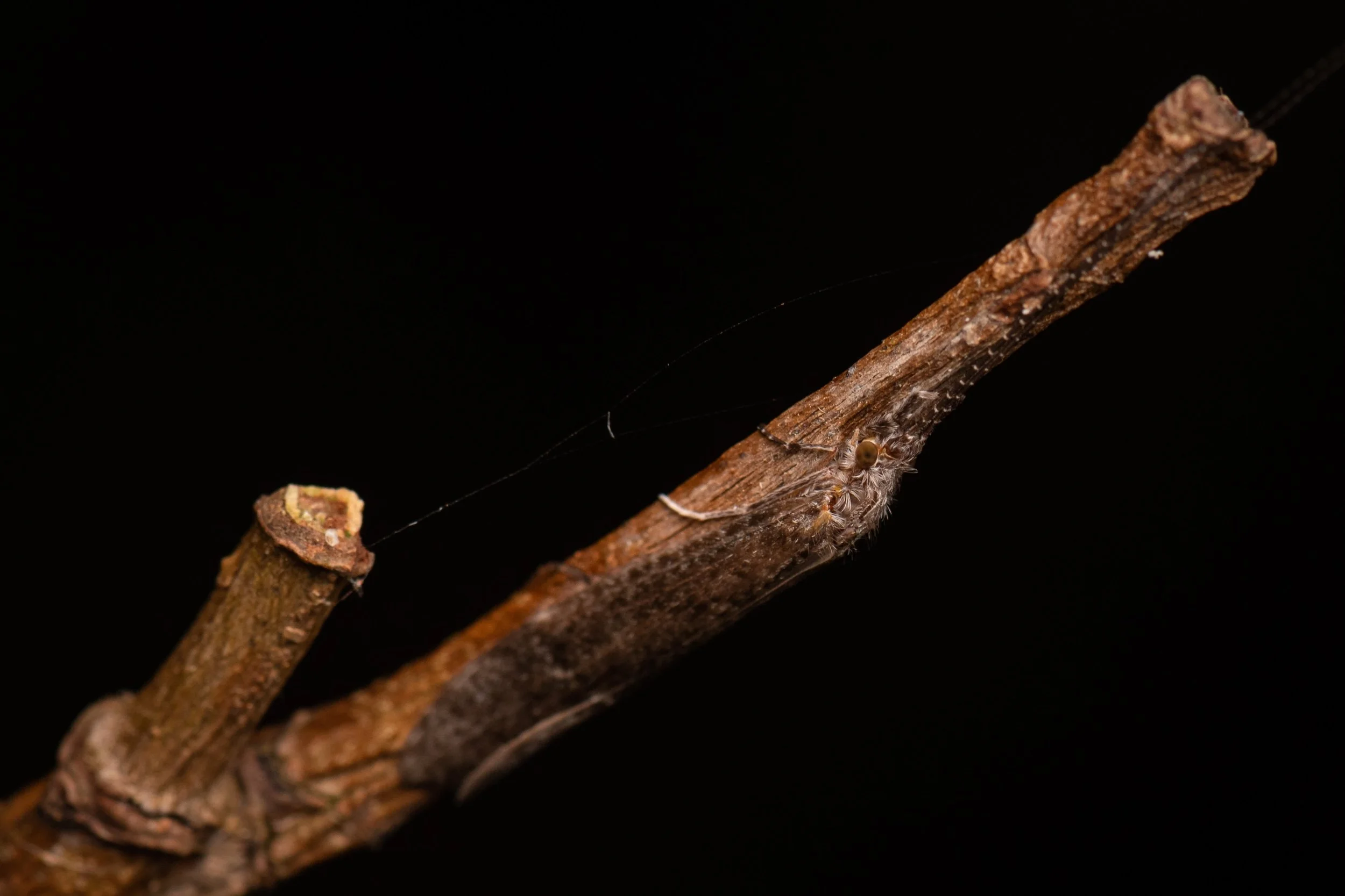 Trichoptera - 27.jpeg