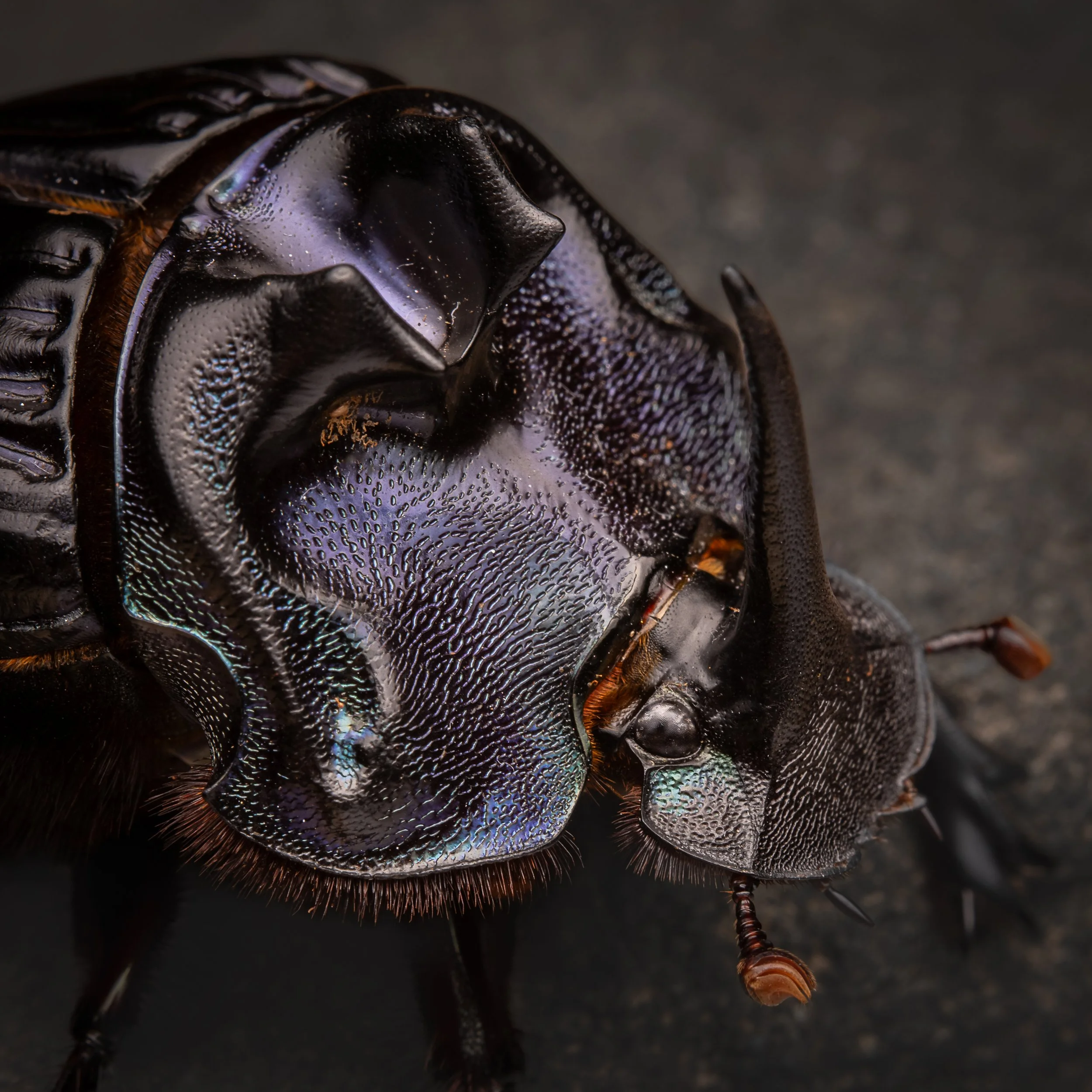 Coleoptera - 25.jpg