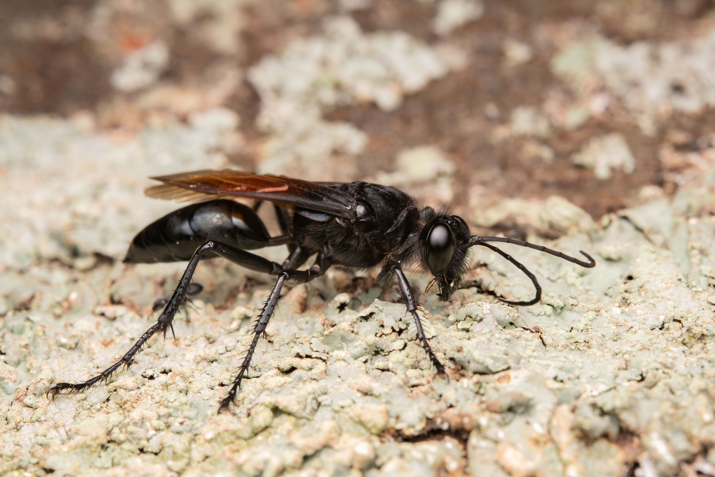 Hymenoptera - 40.jpeg