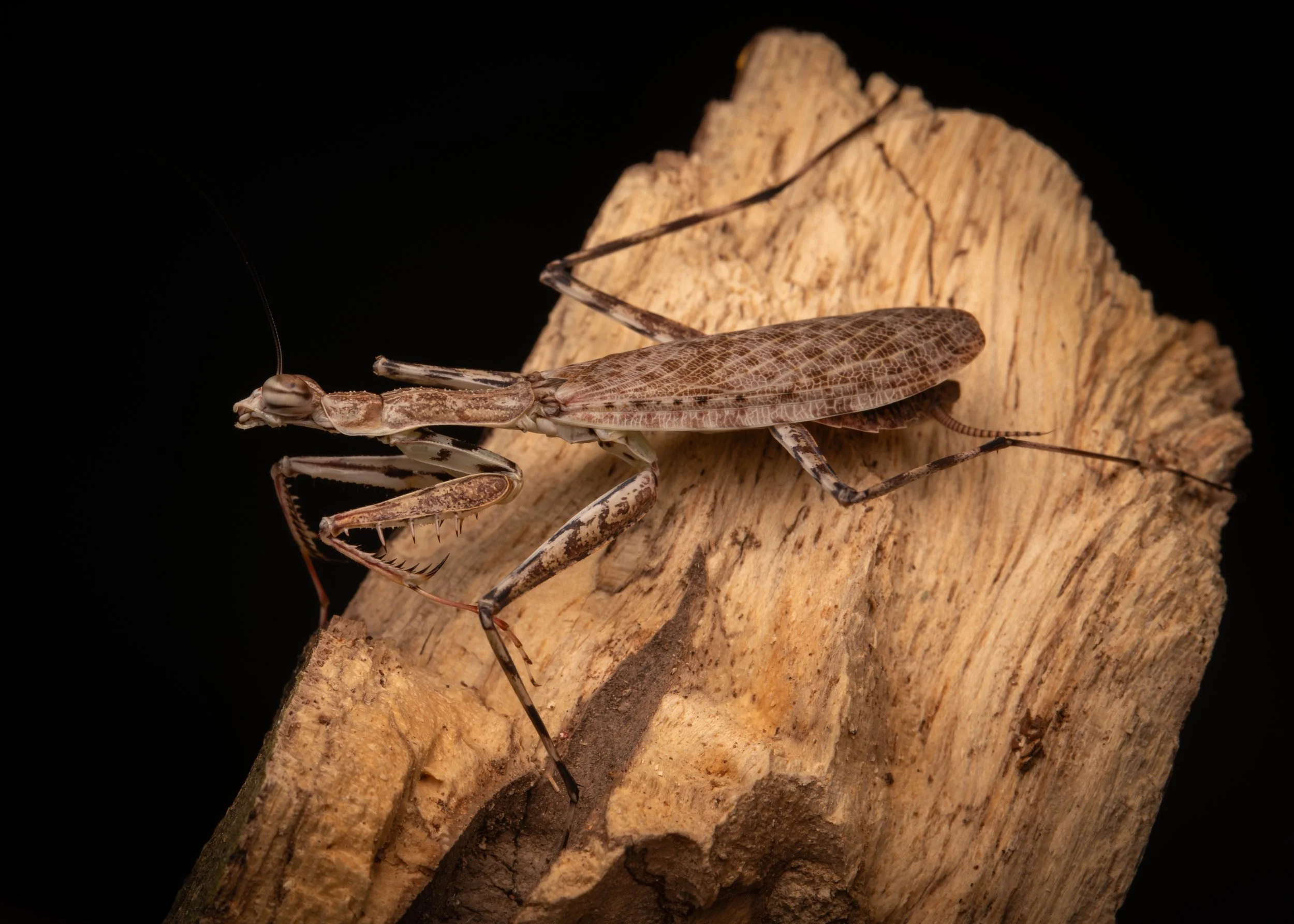 Mata_do_Paraíso - 5.jpeg