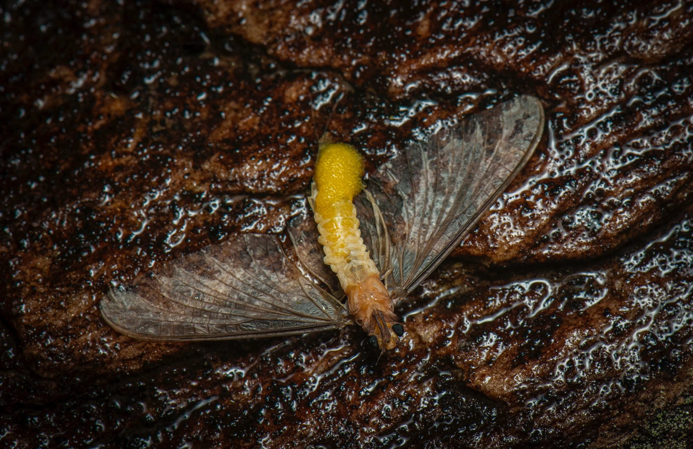 Polymitarcyidae - 7.jpeg