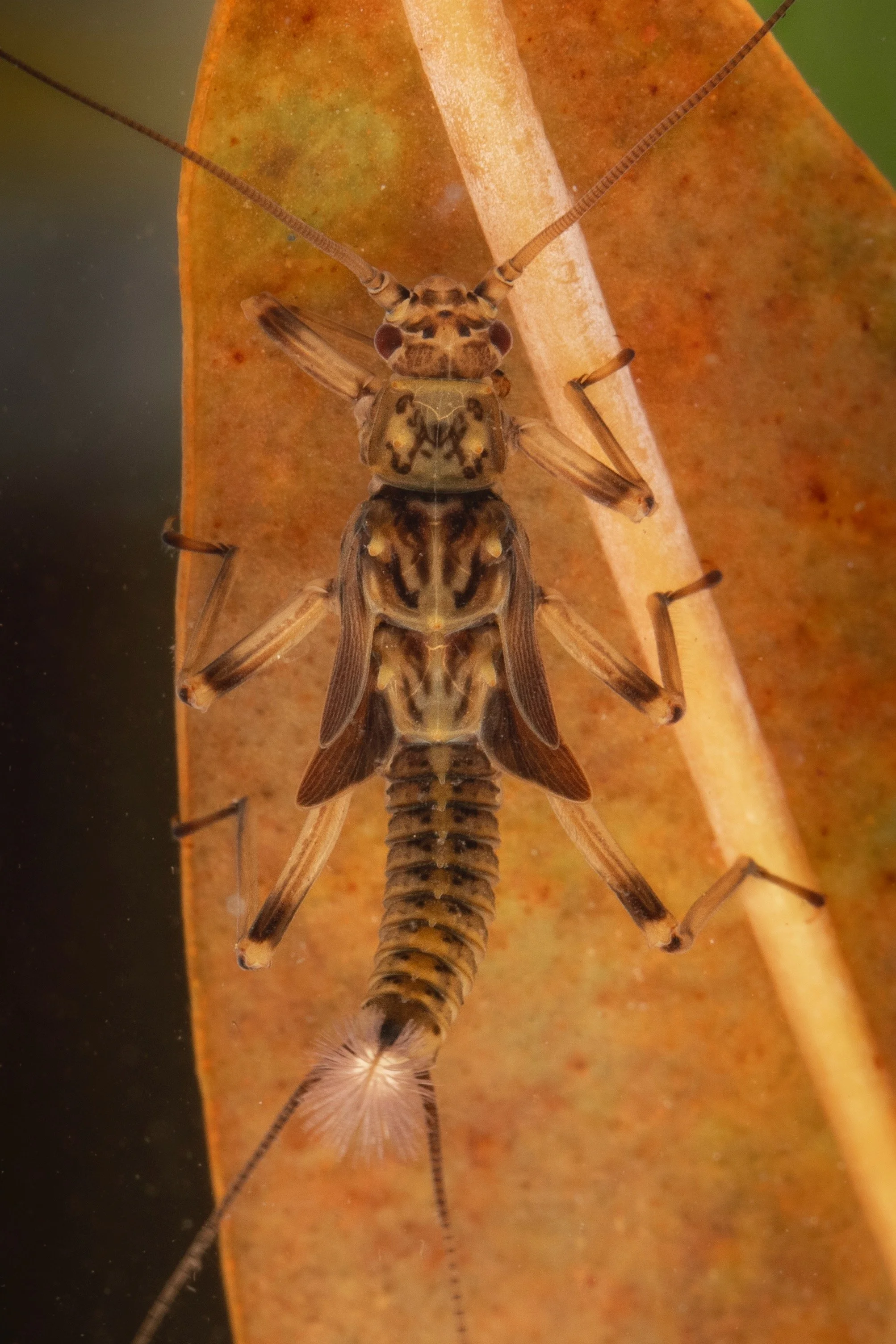 Plecoptera - 22.jpeg