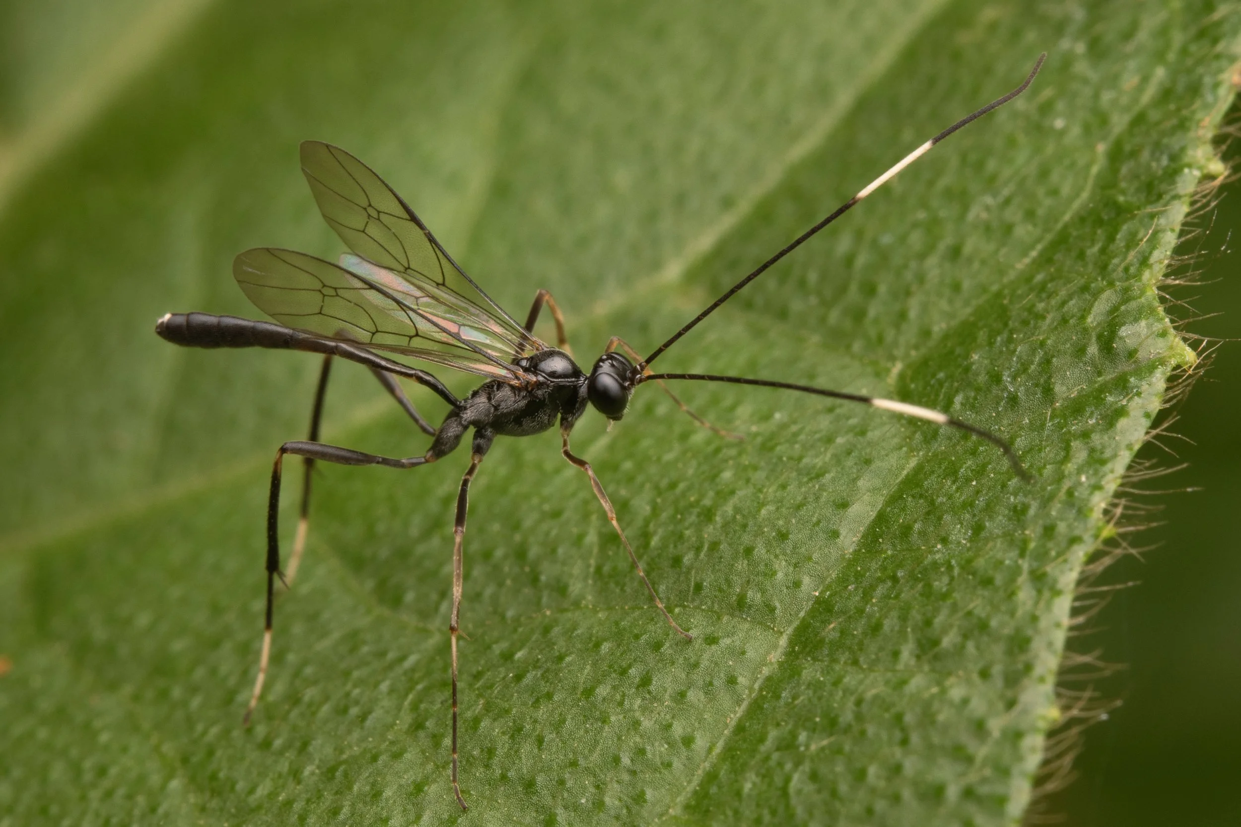 Hymenoptera - 10.jpg