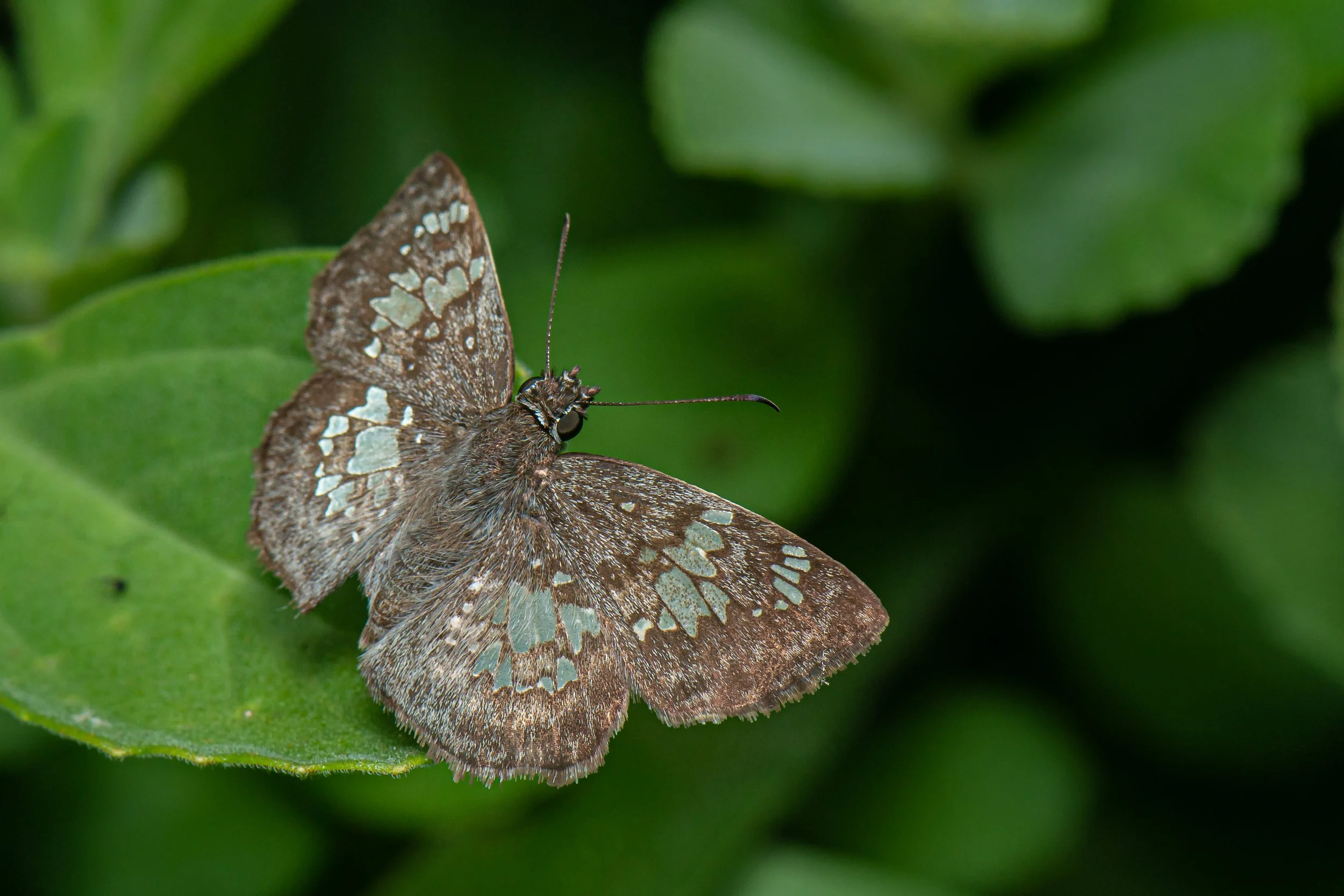 Lepidoptera - 64.jpg