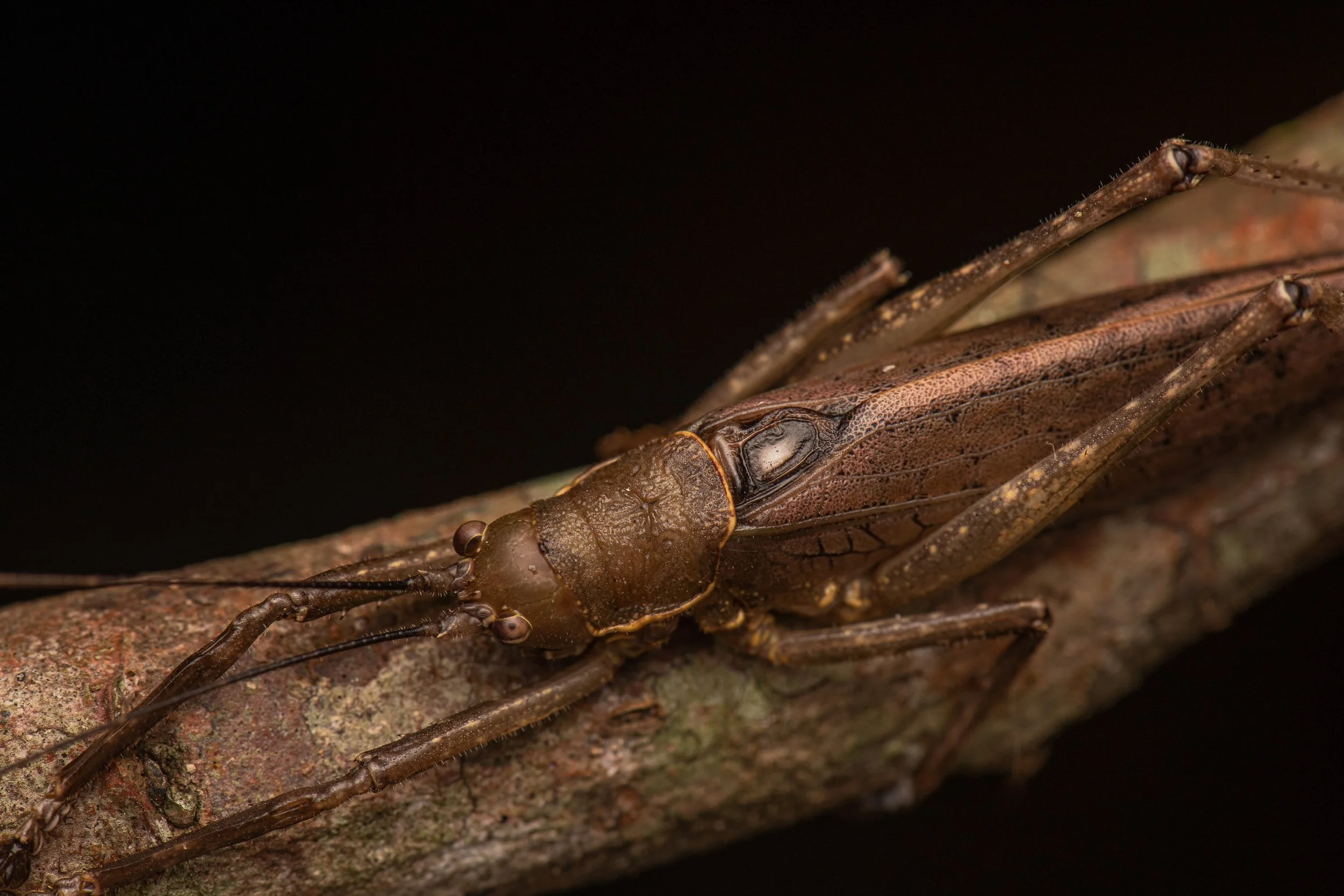 Orthoptera - 47.jpeg