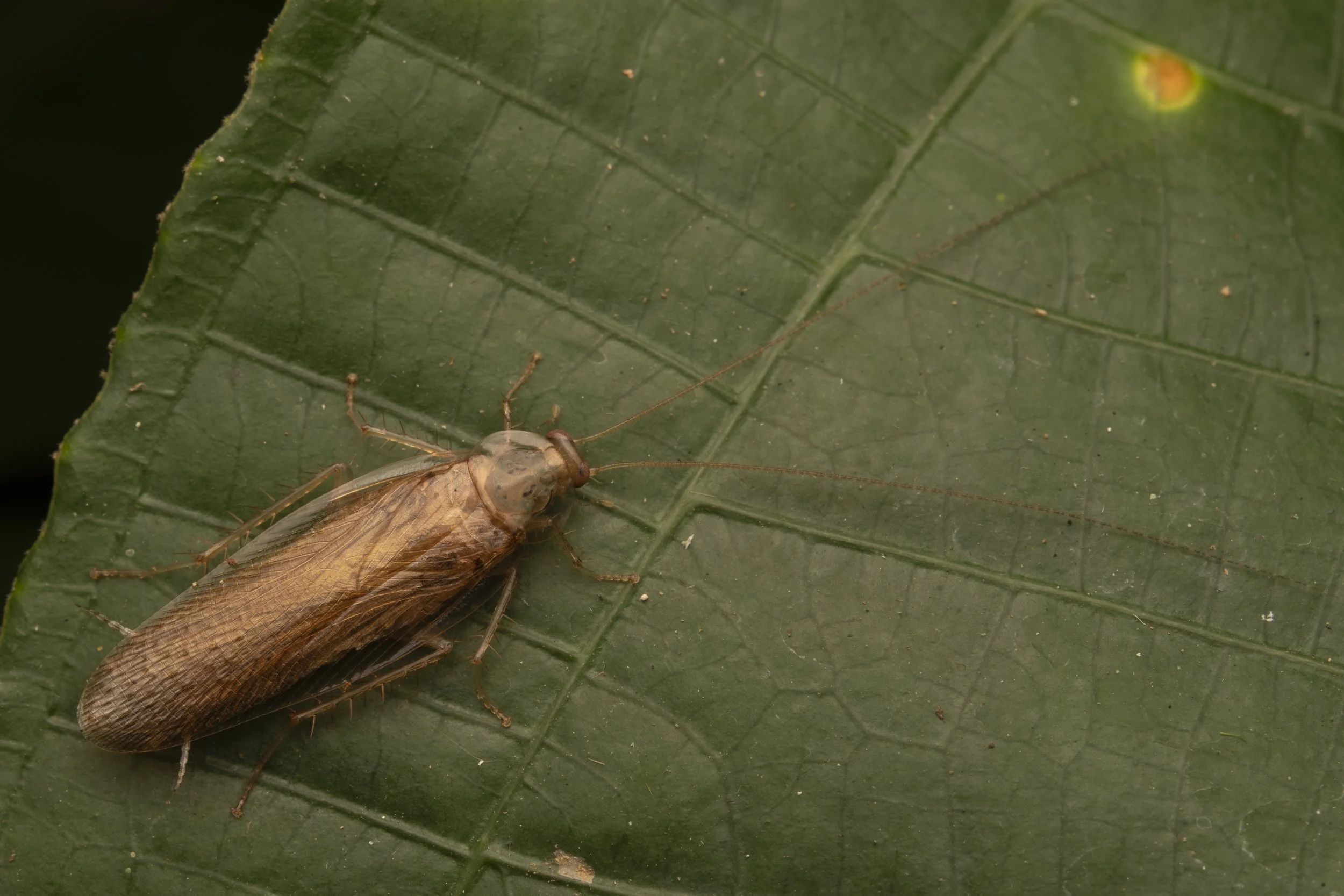 Blattodea - 6.jpg