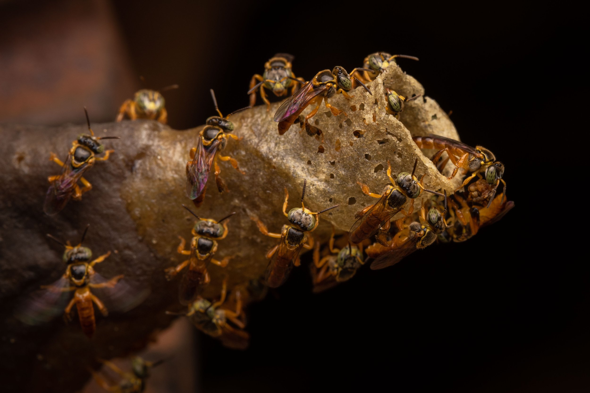 Hymenoptera - 51.jpg