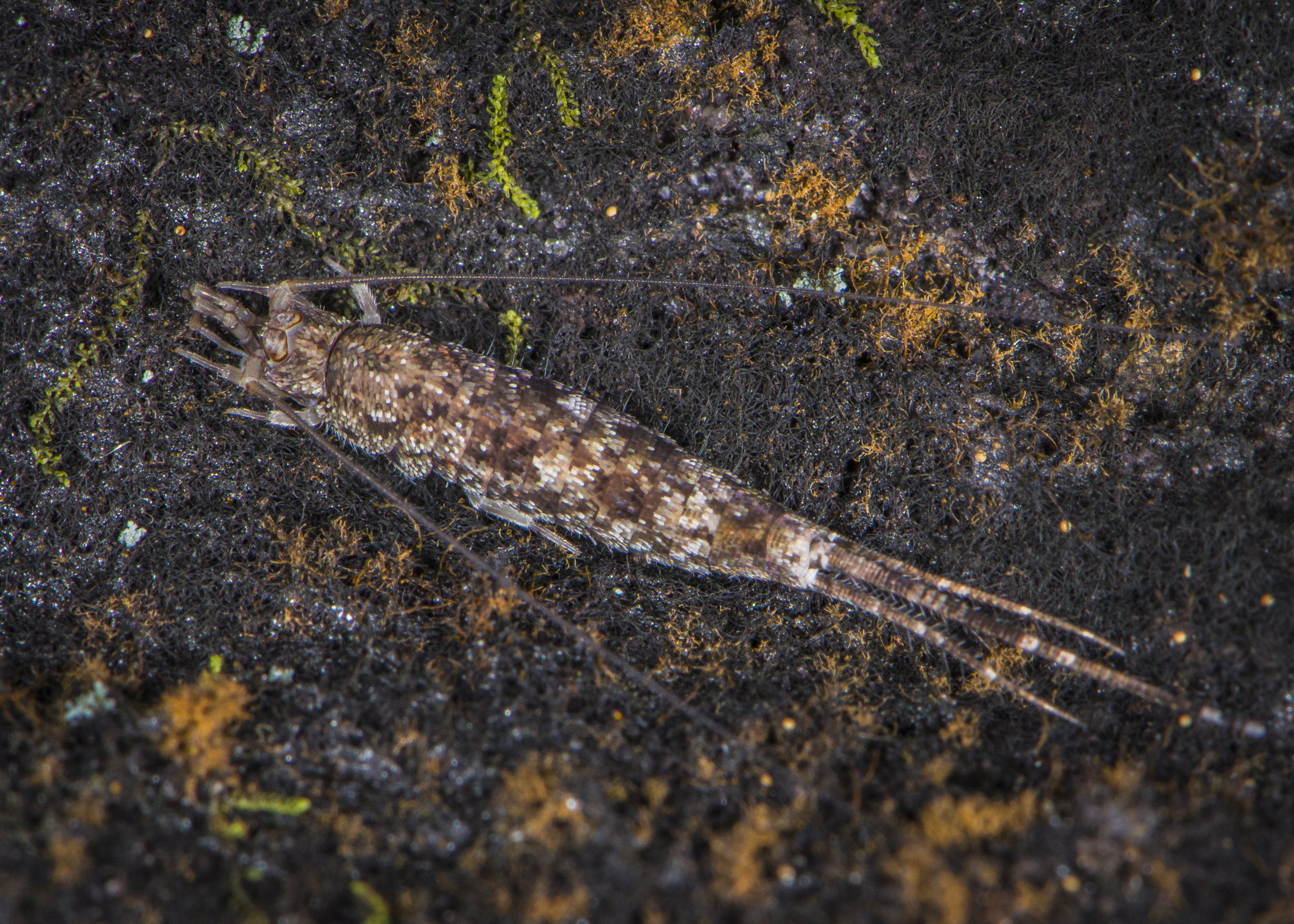 Archaeognatha - 1.jpg