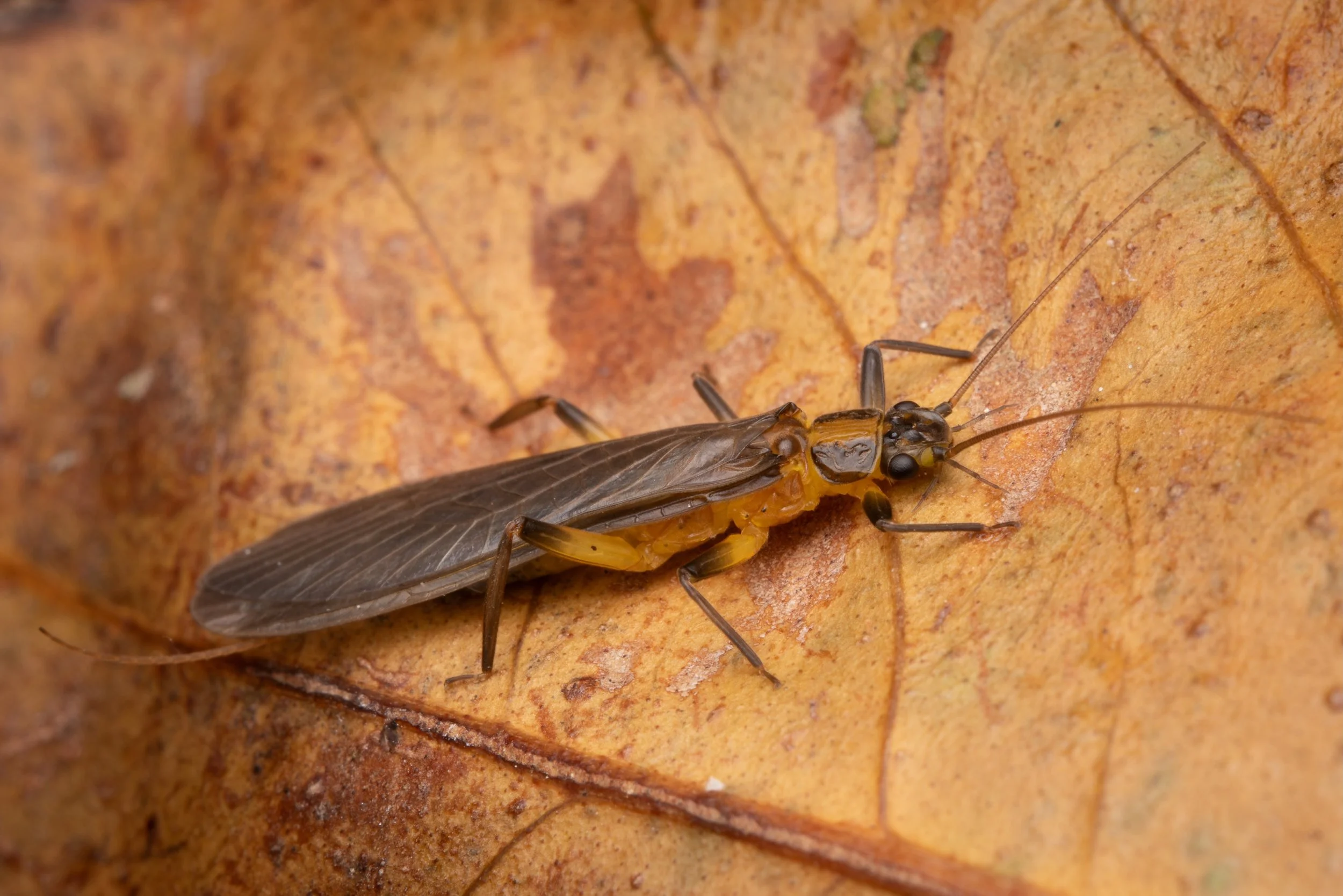 Plecoptera - 17.jpeg
