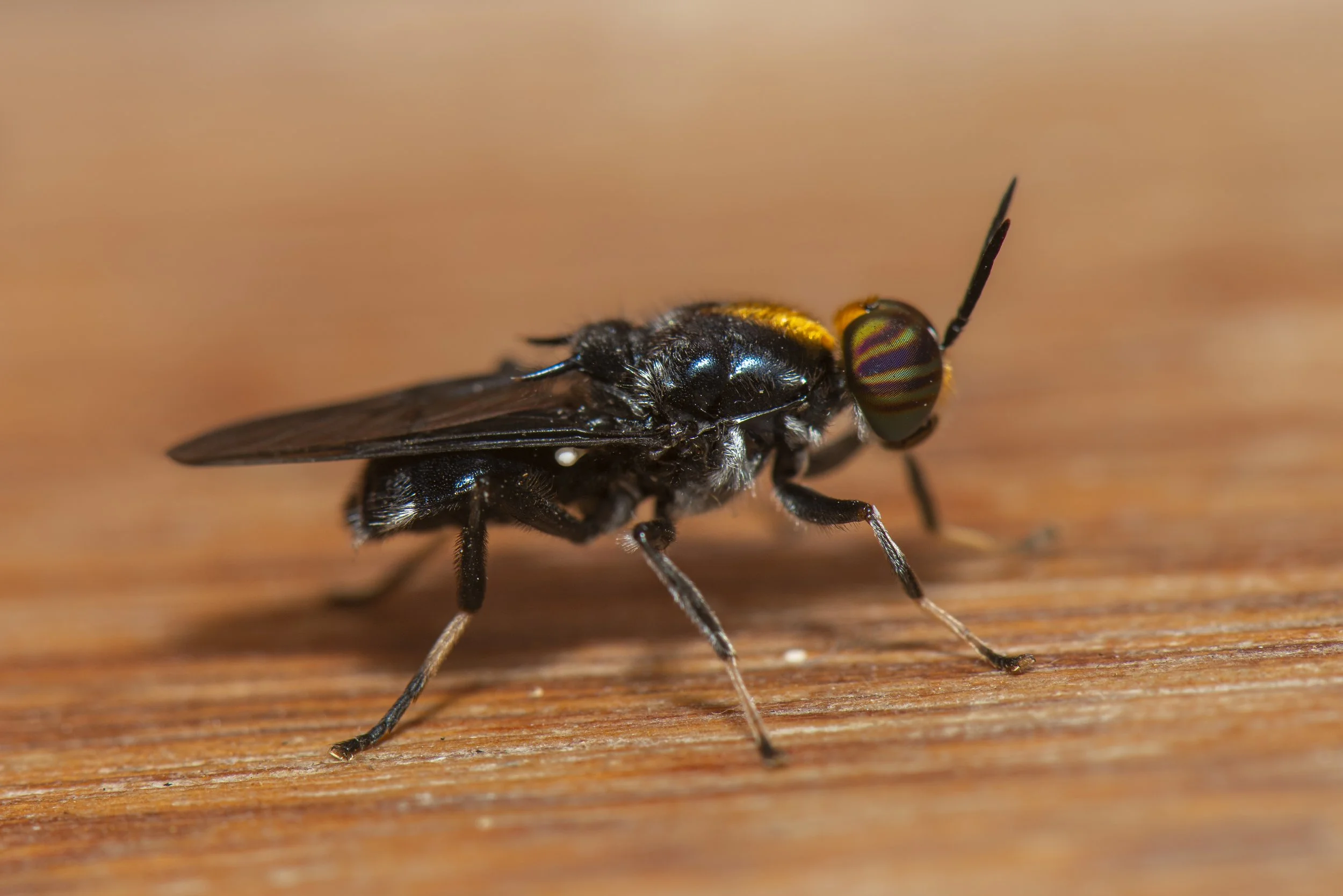 Diptera - 36.JPG