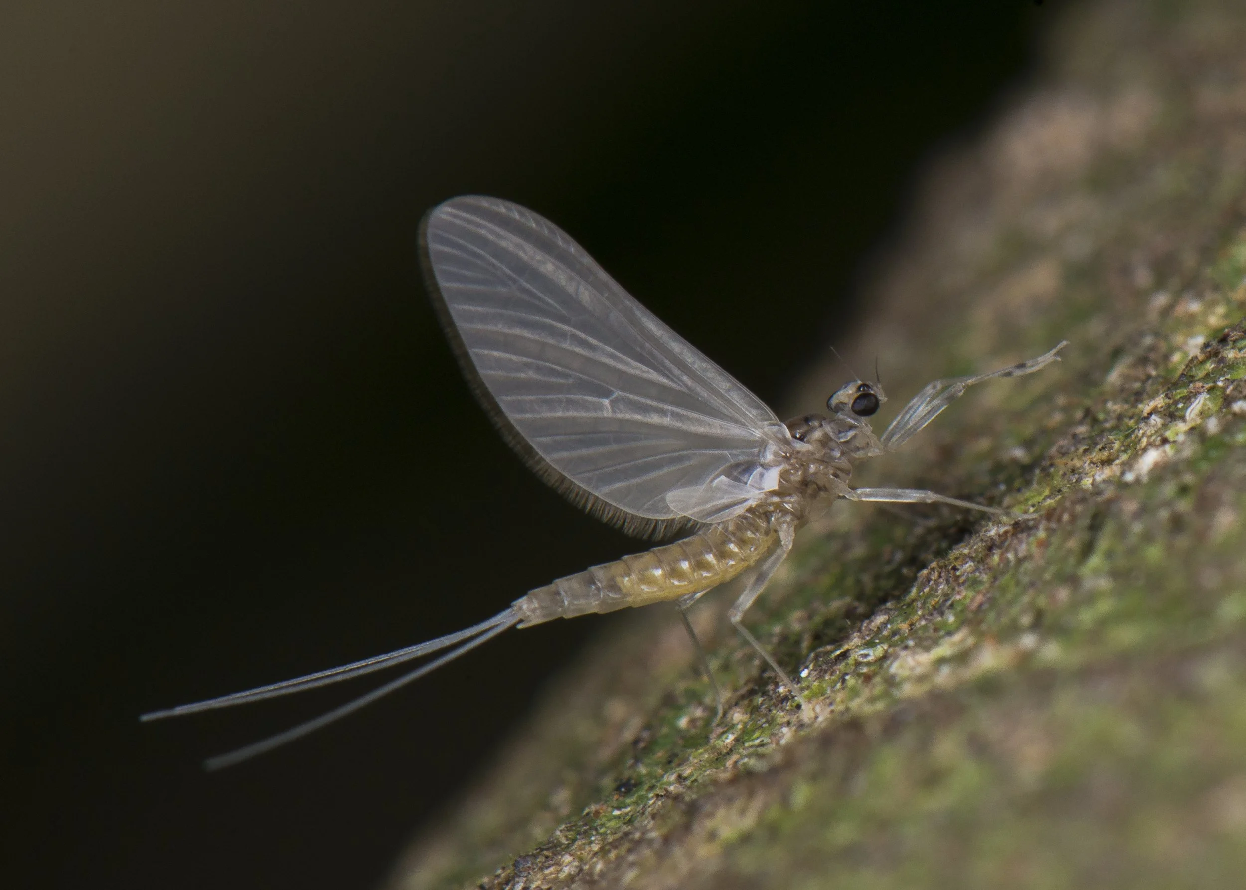 Ephemeroptera - 24.JPG