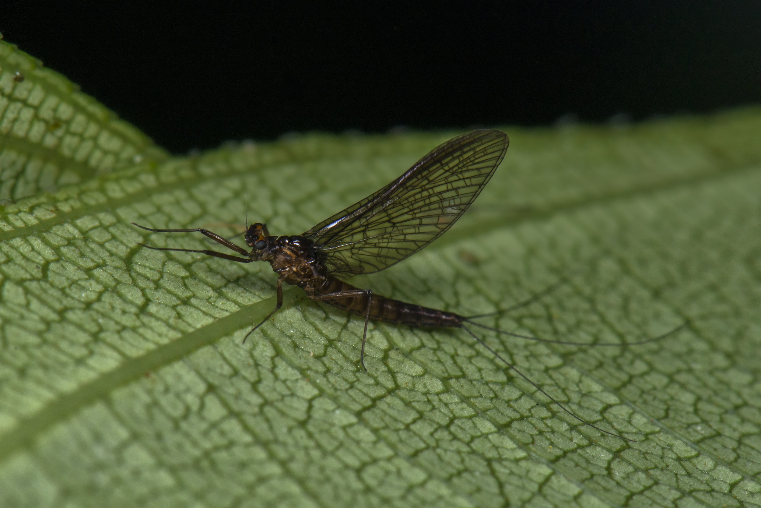 Ephemeroptera - 34.jpg