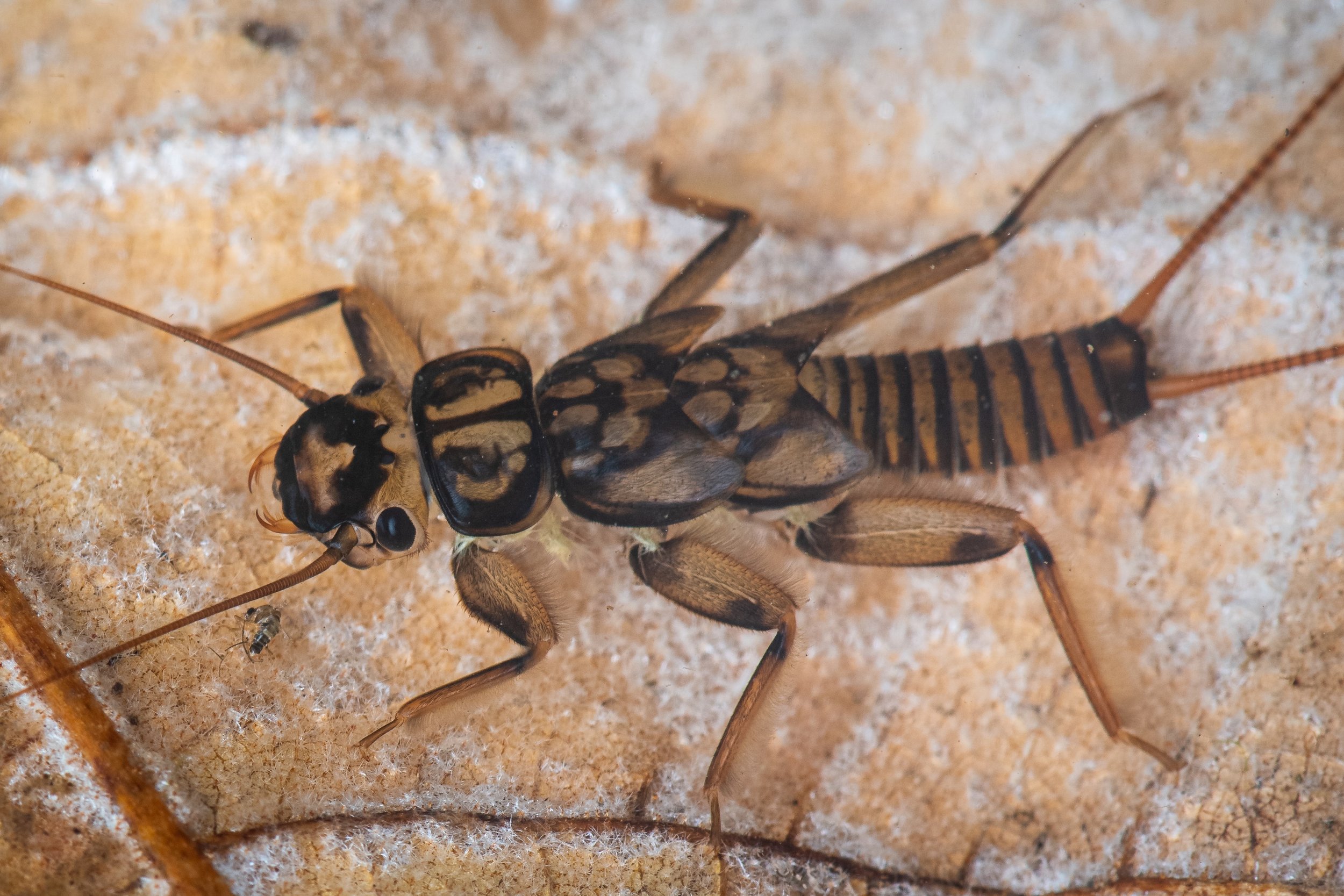 Plecoptera - 96.jpeg