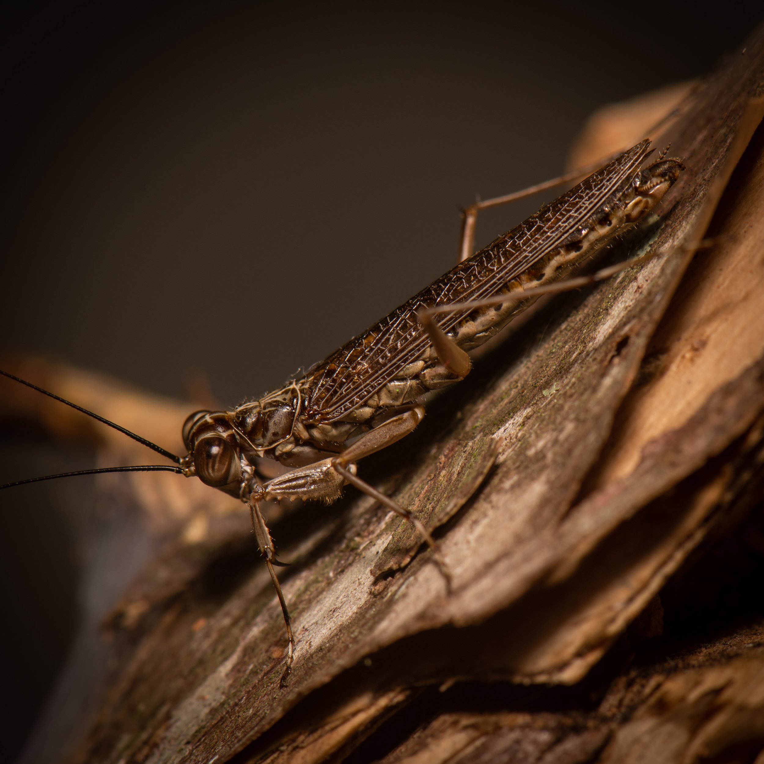 Mantodea - 67.jpg