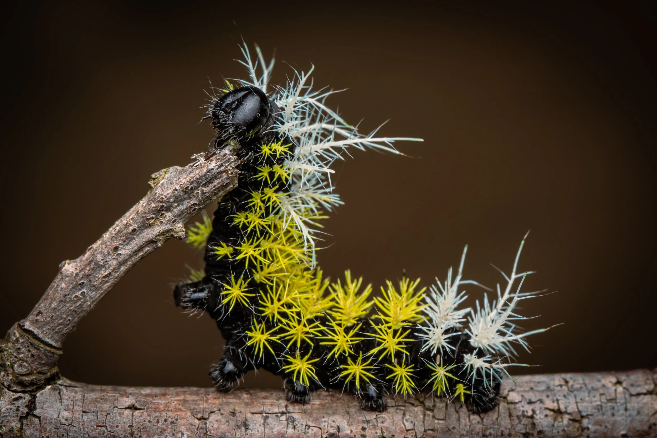 Lepidoptera - 27.jpg