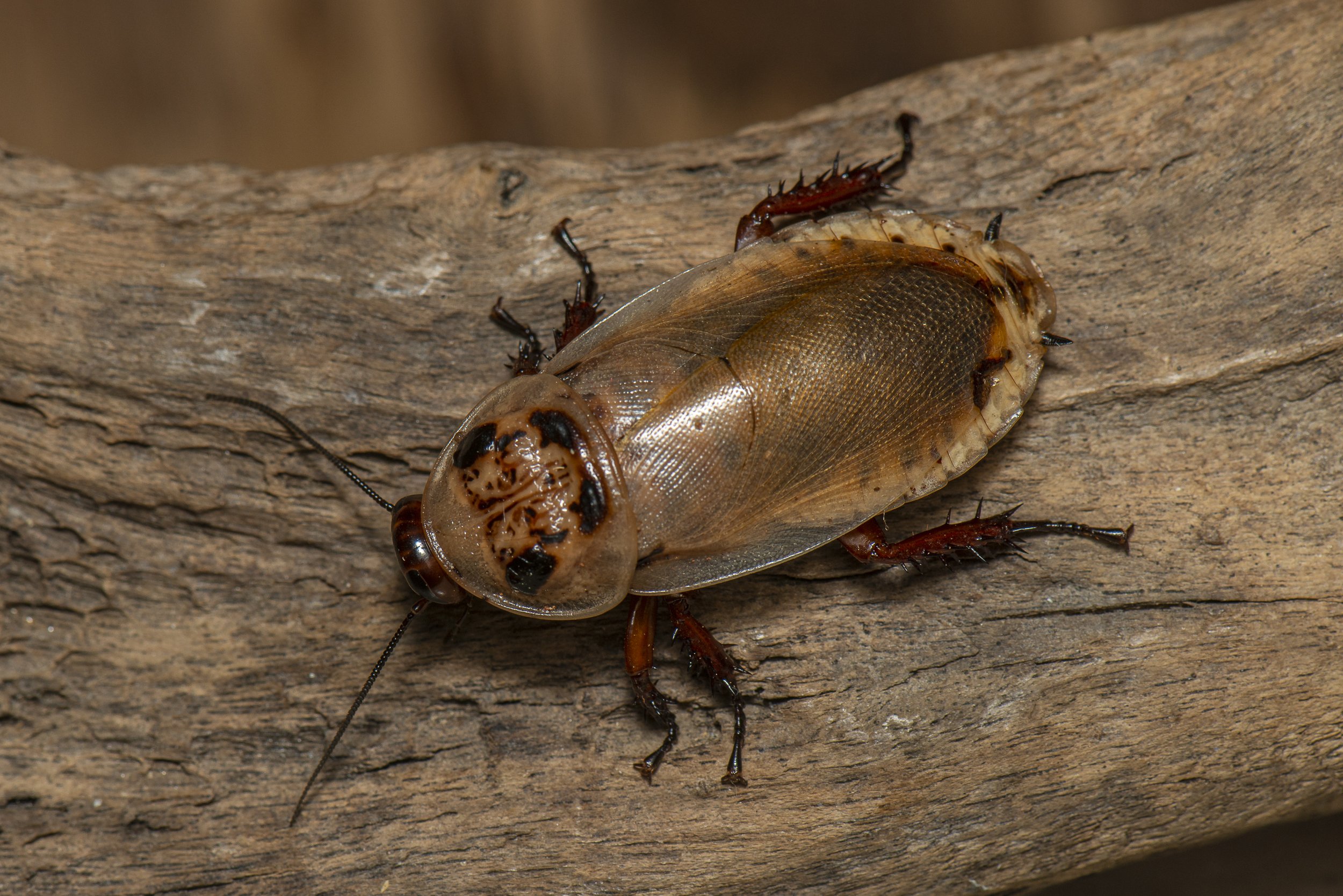 Blattodea - 35.JPG