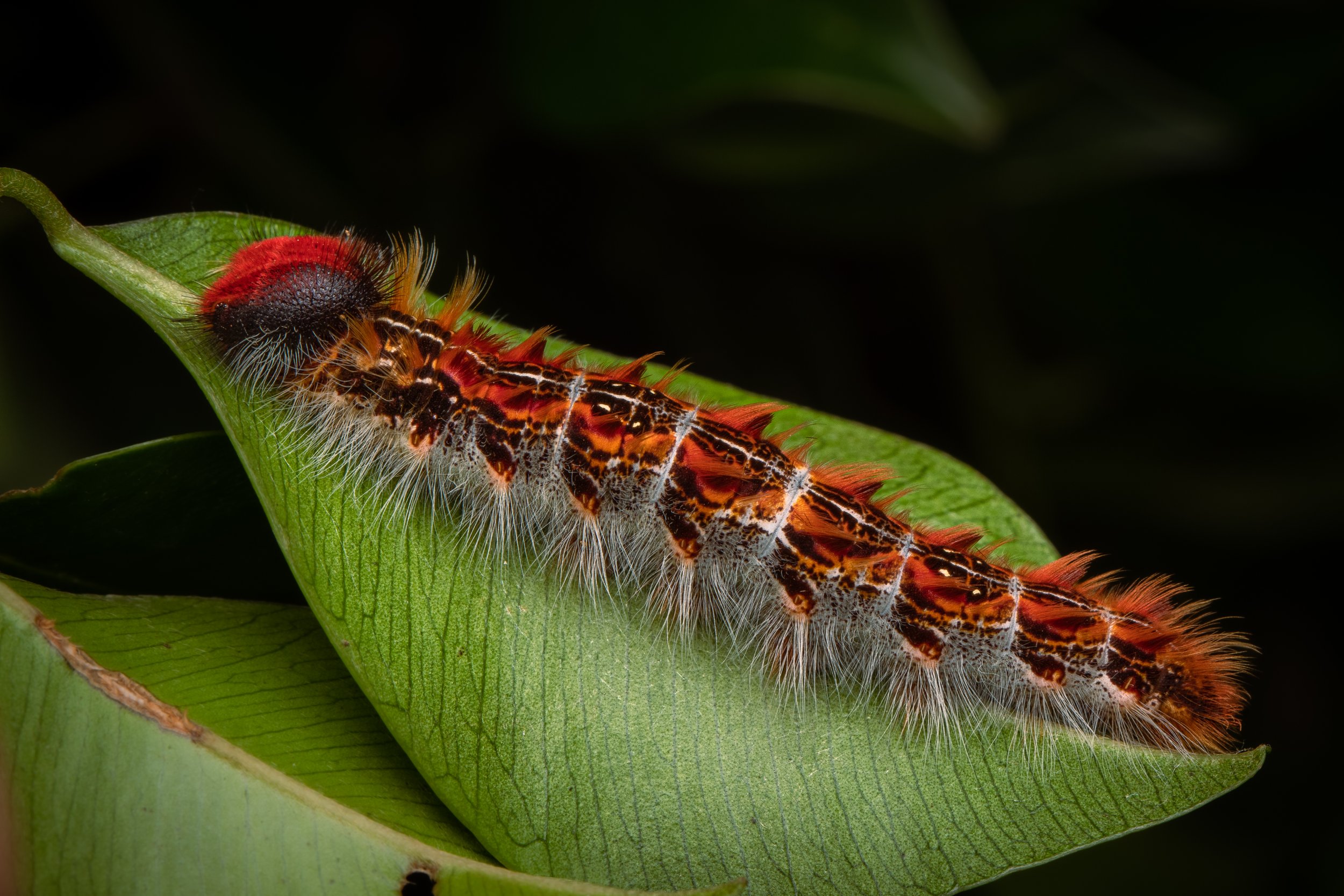 Lepidoptera - 32.jpg