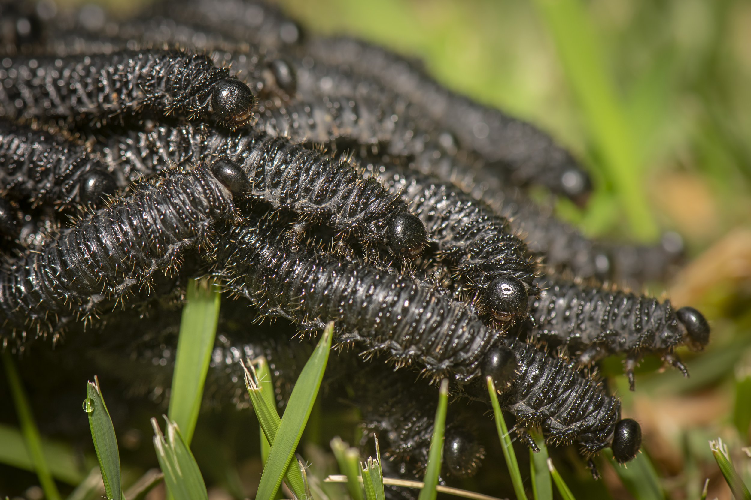 Hymenoptera - 87.JPG