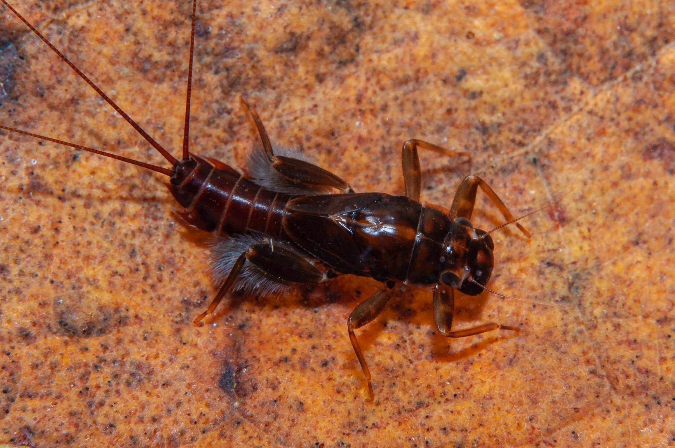 Leptophlebiidae - 2.jpeg