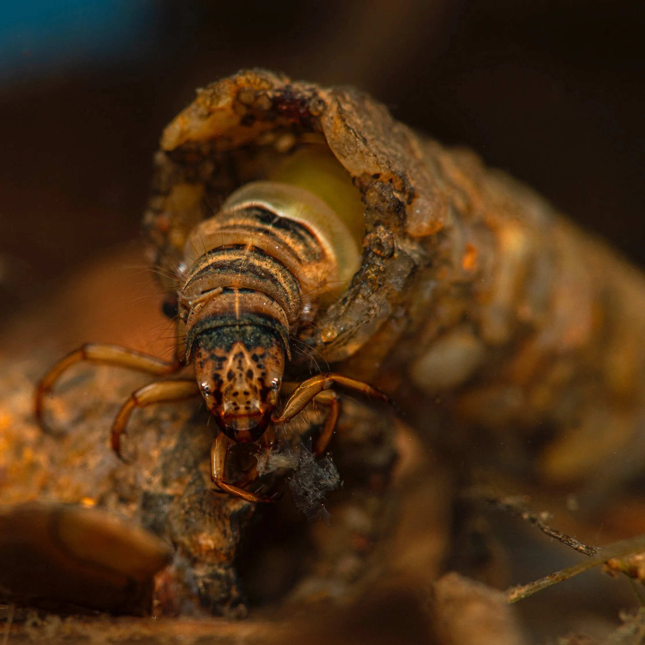 Trichoptera - 34.jpeg