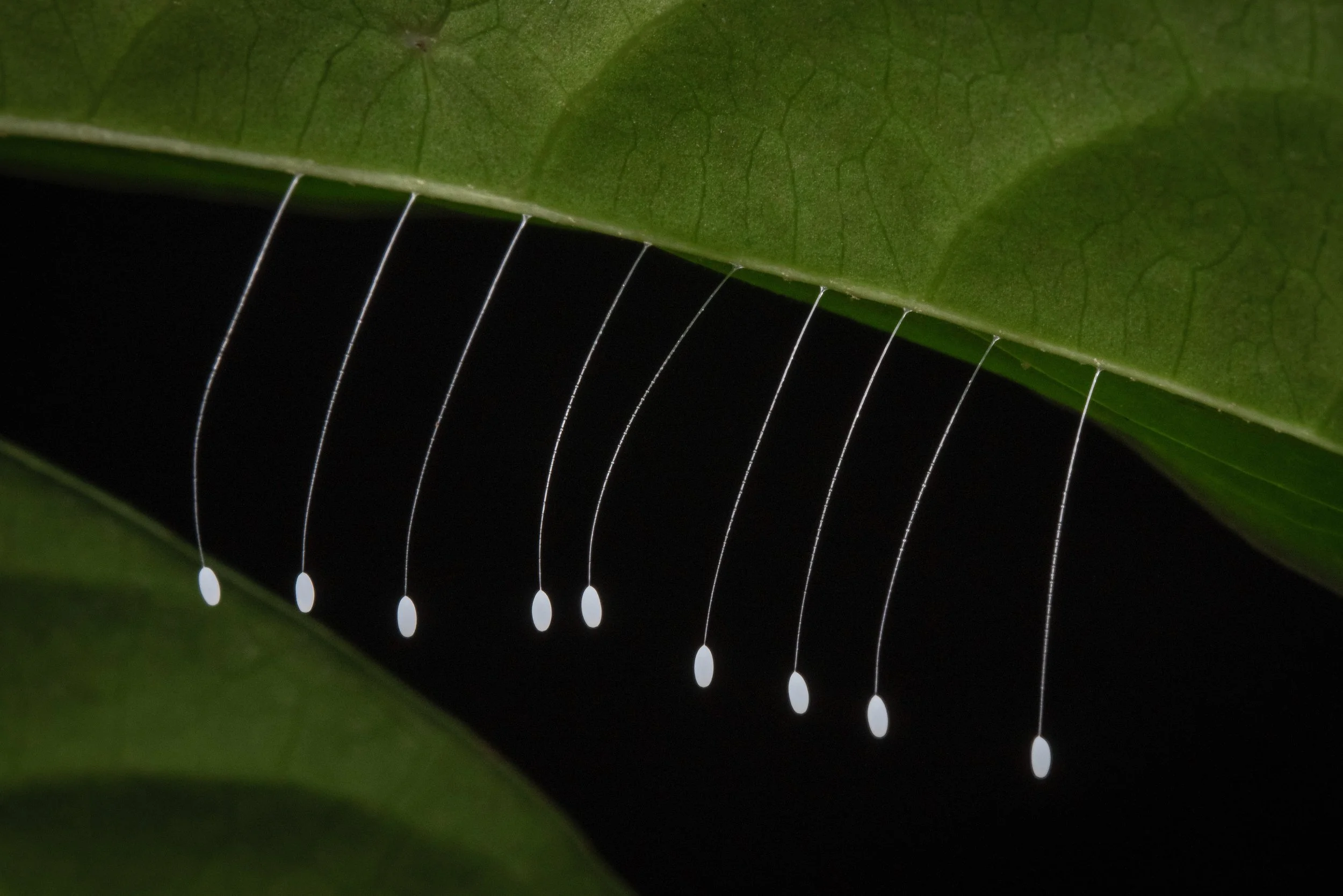 Neuroptera - 1 (1).jpeg