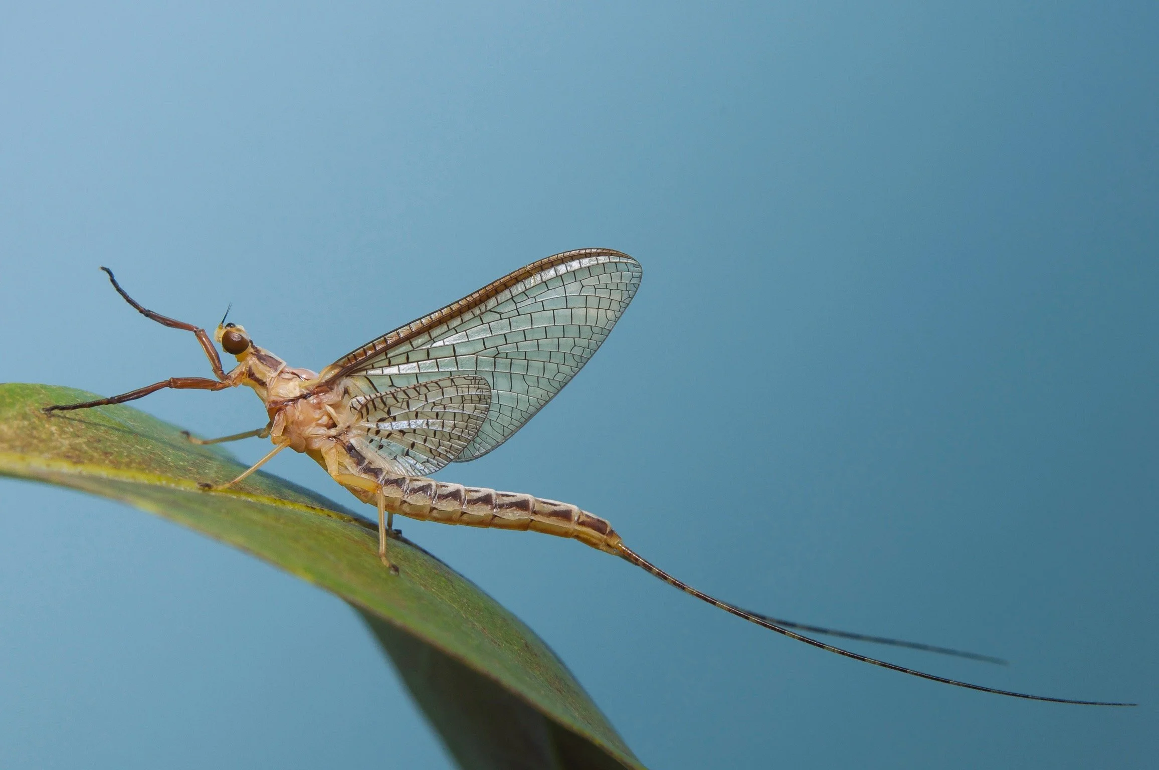 Ephemeridae - 6.jpeg