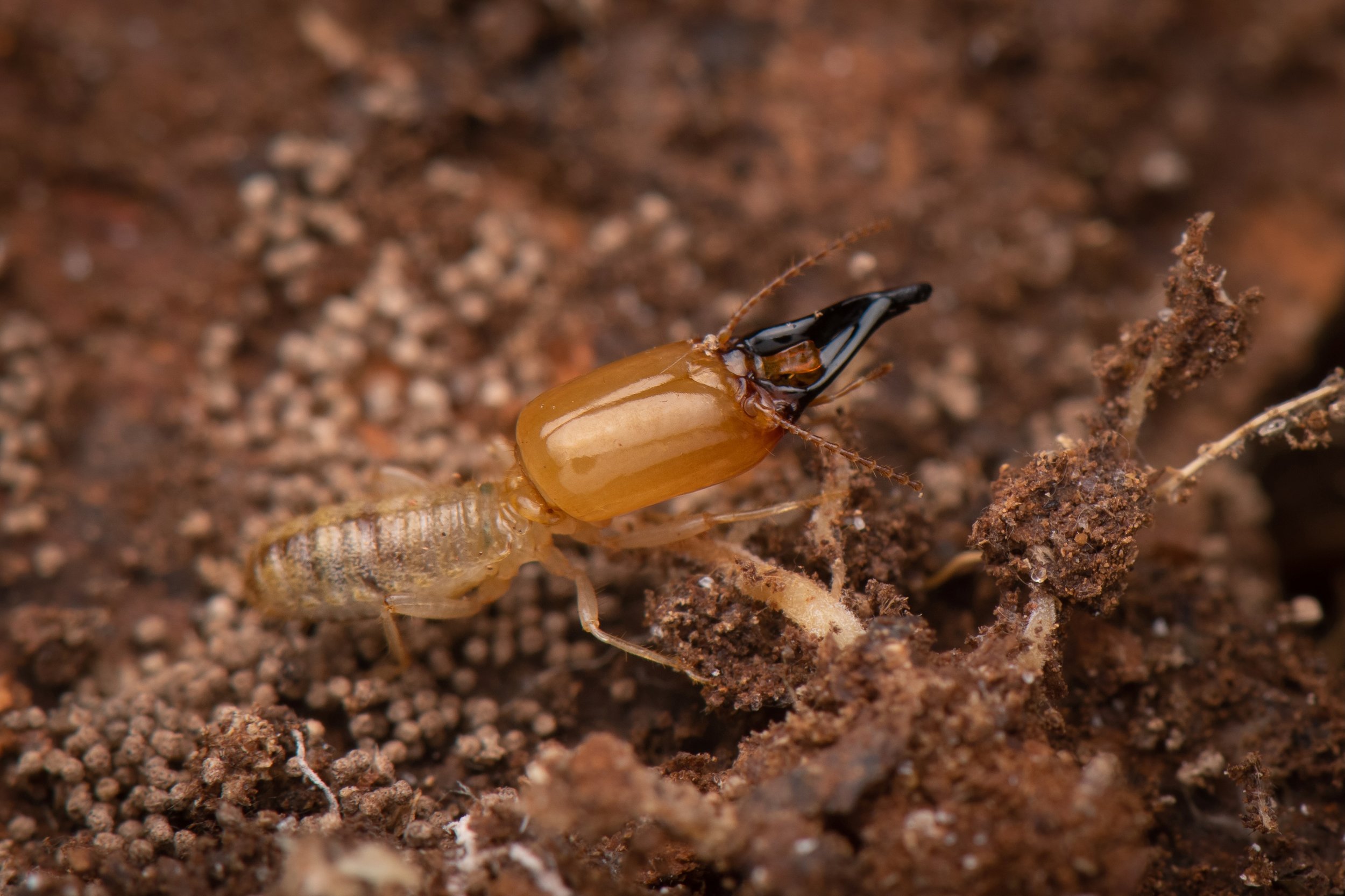 Blattodea - 41 - 2.jpeg