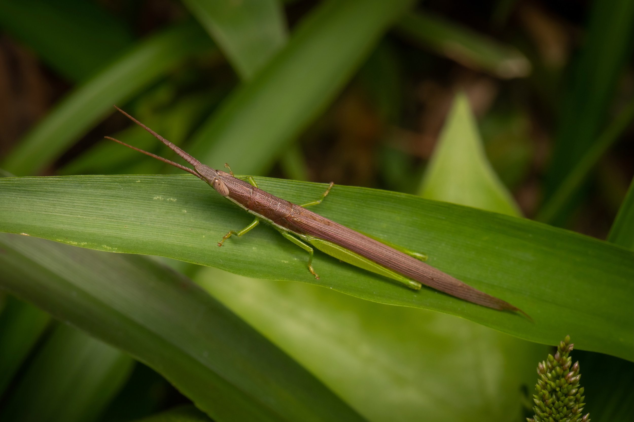 Orthoptera - 46.jpeg