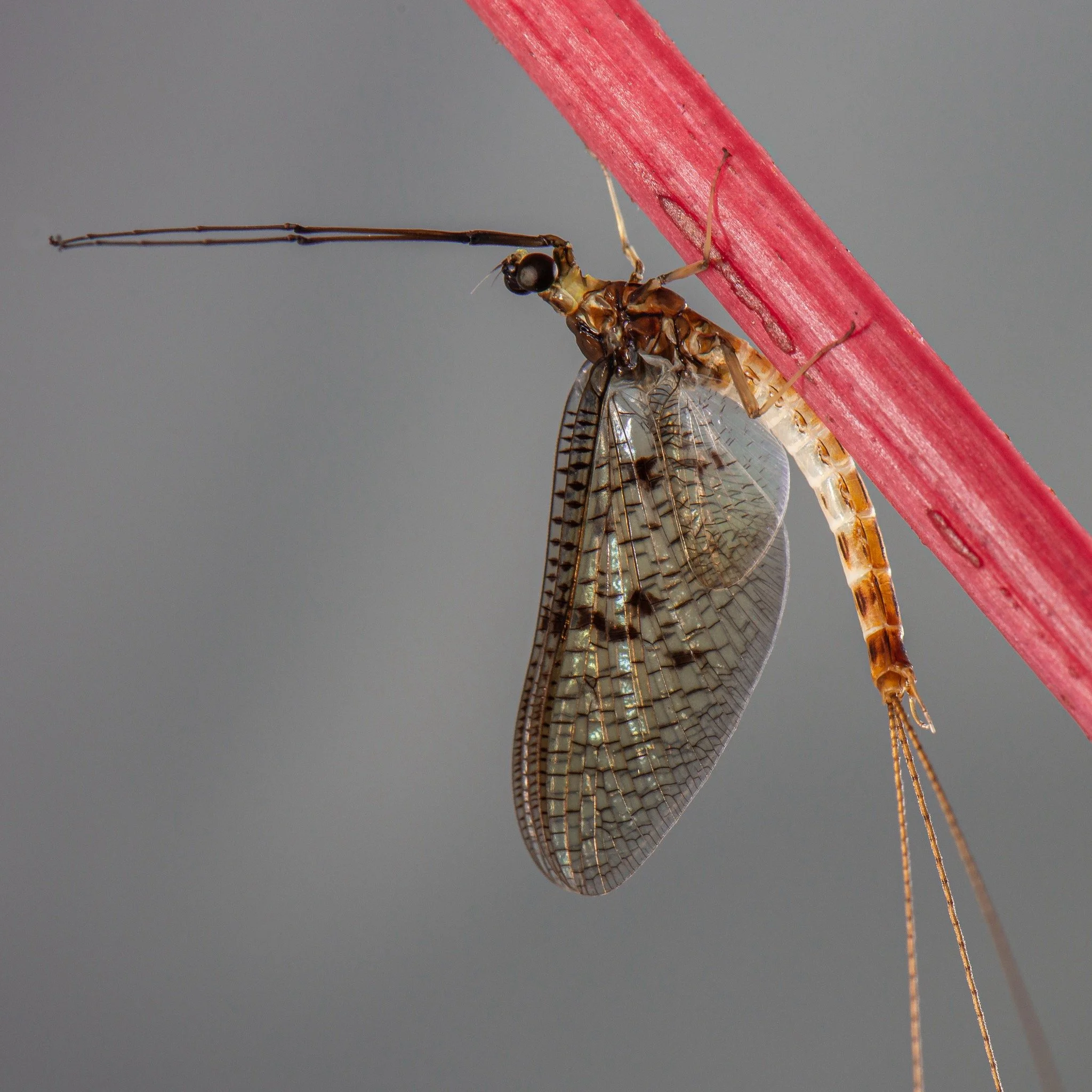 Ephemeridae - 5.jpeg