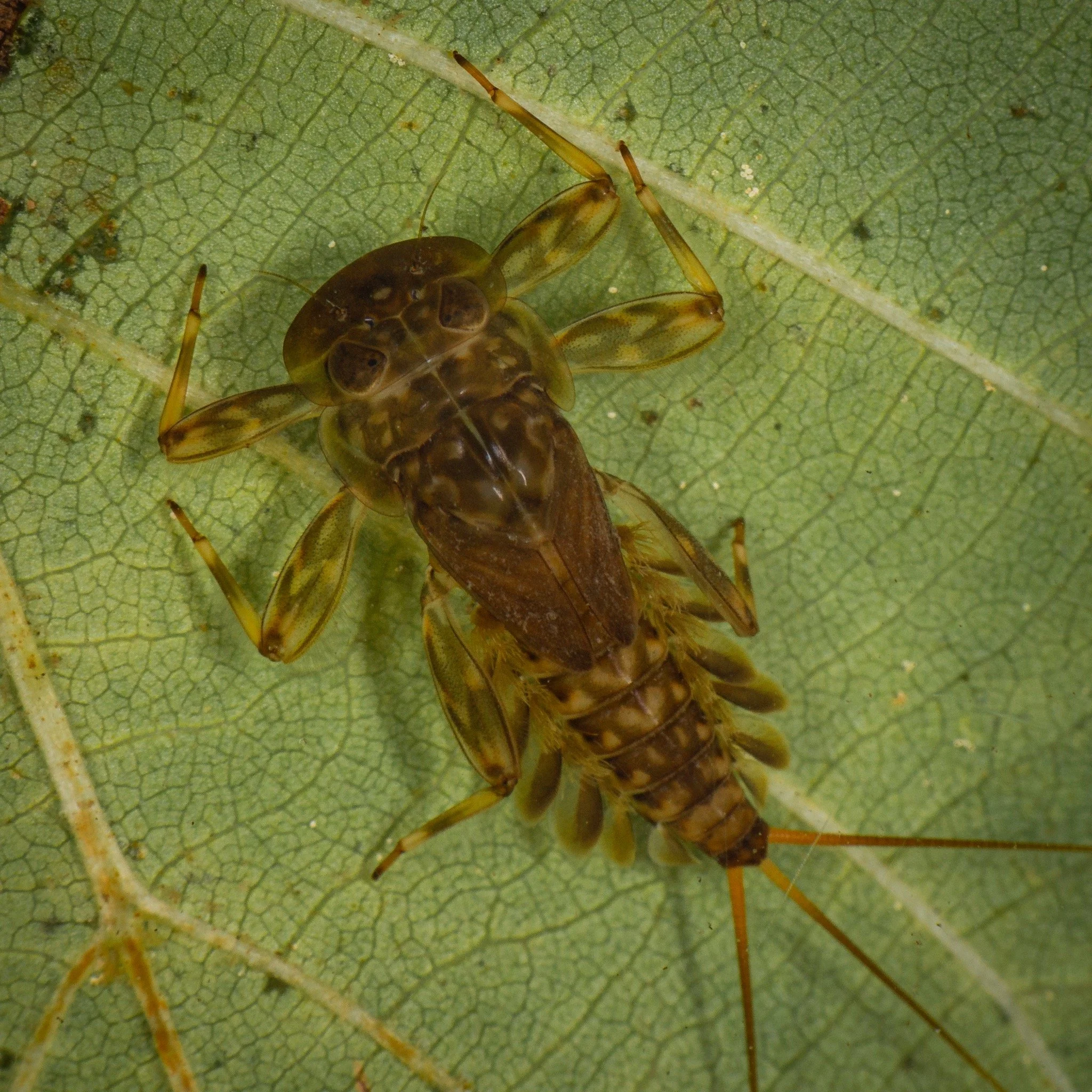 Heptageniidae - 2.jpeg